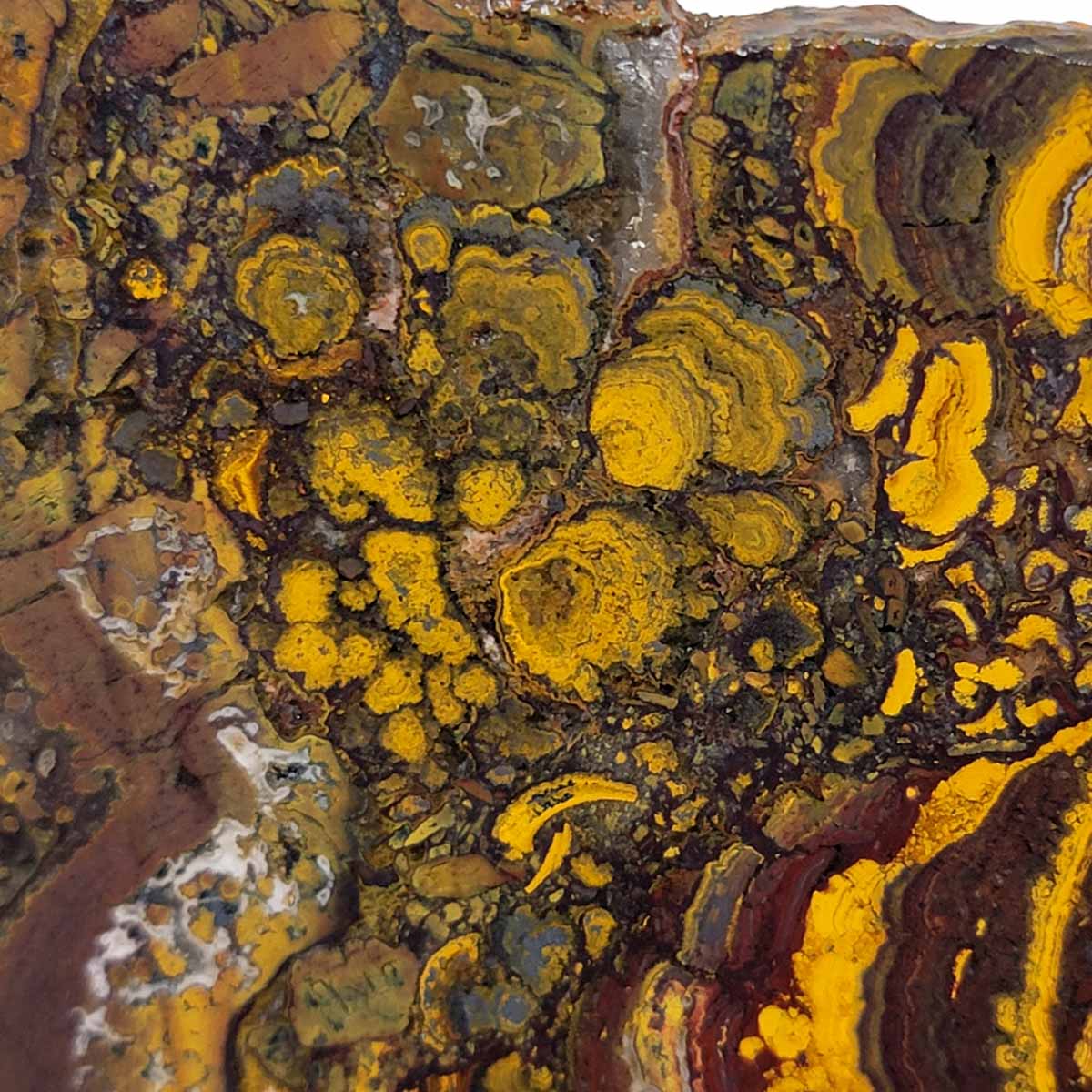 Apple Valley Jasper Slab!  Fossil Stromatolite Slab!