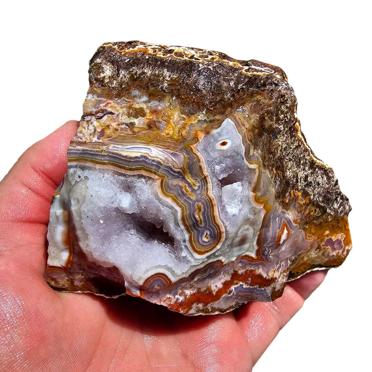 High Grade Select Agua Nueva Agate New Water Agate Rough Chunk!