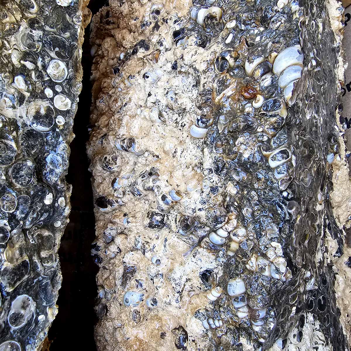 Wyoming Fossil Turritella Cutting Rough Fossil Flatrate!  Bulk Wholesale