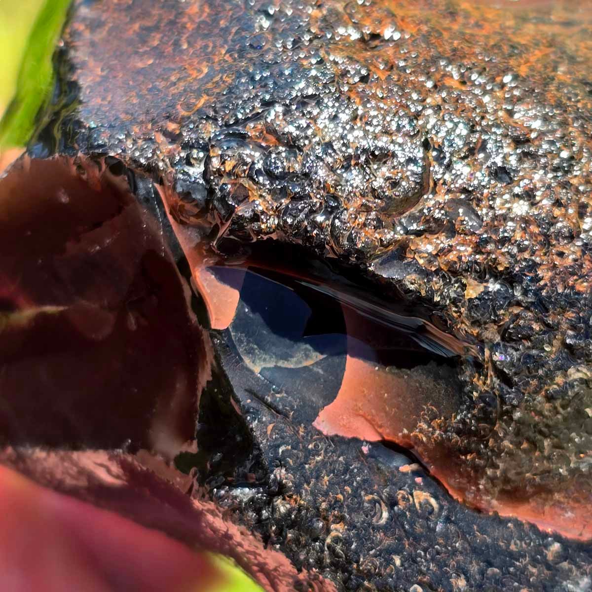 RARE Red Ribbon Obsidian Rough Chunk!