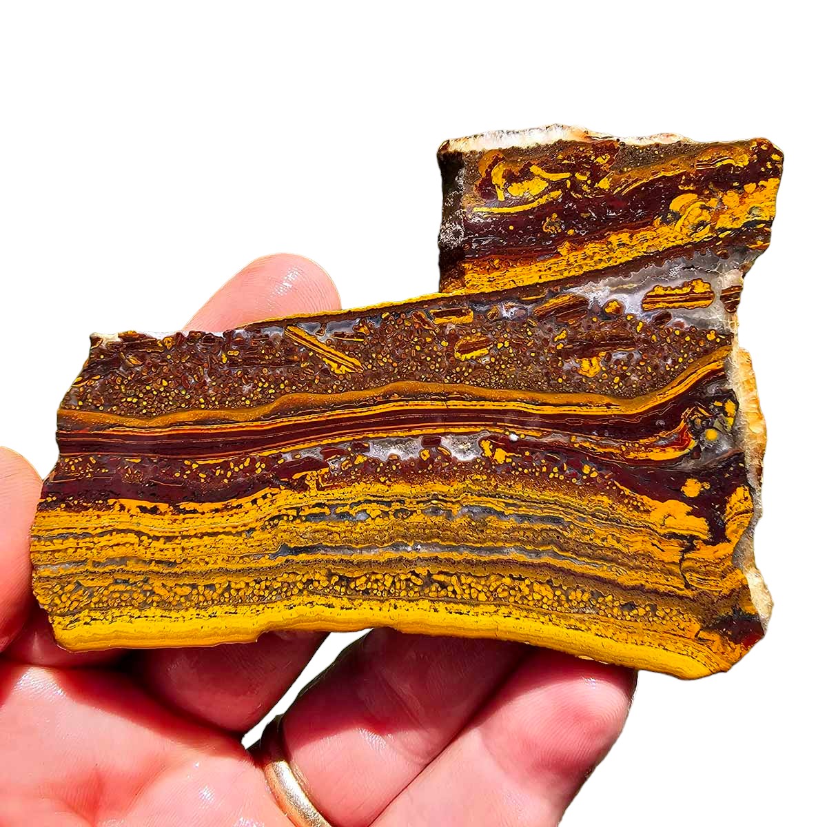 Apple Valley Jasper Slab!  Fossil Stromatolite Slab!