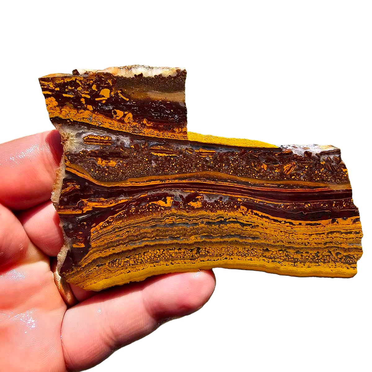 Apple Valley Jasper Slab!  Fossil Stromatolite Slab!