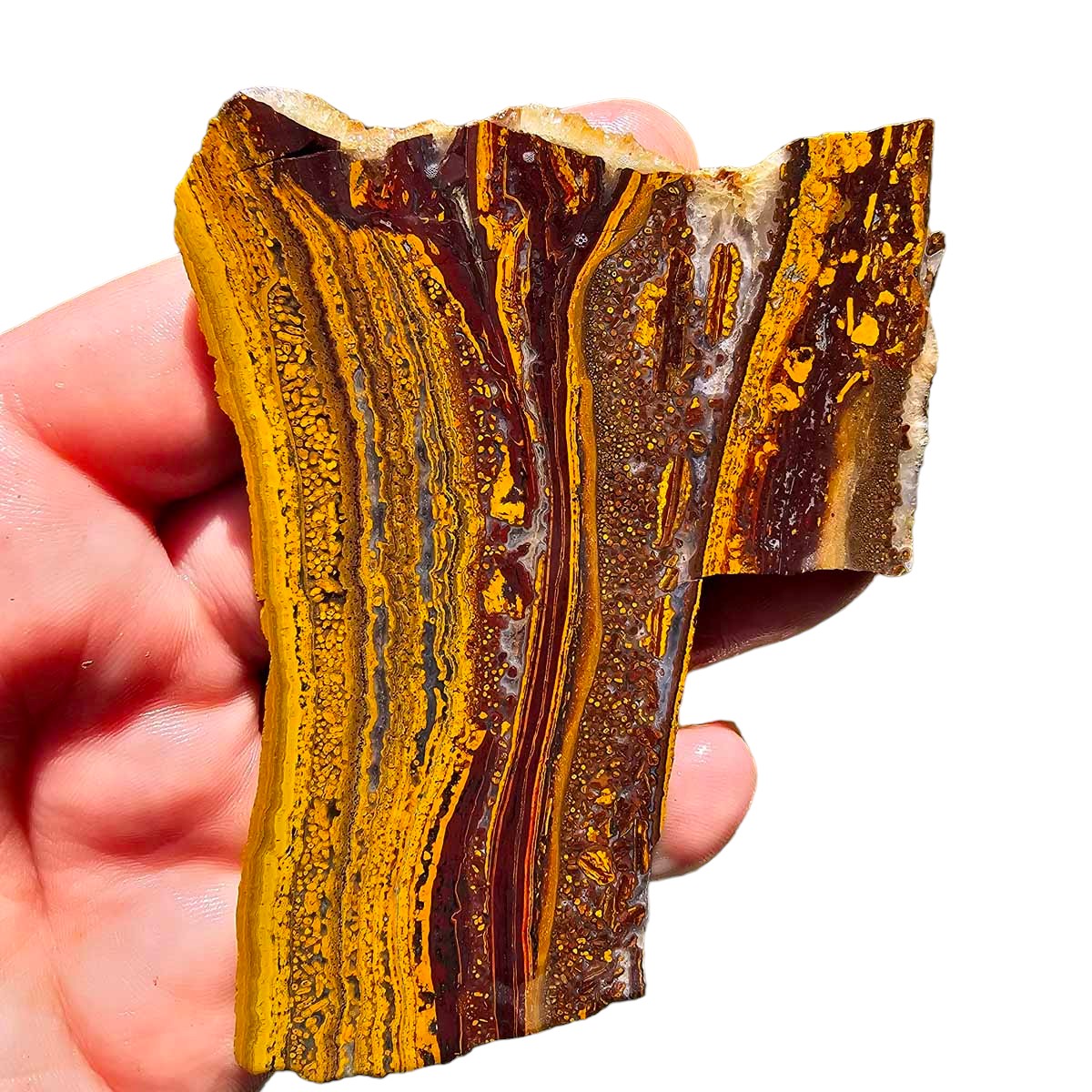 Apple Valley Jasper Slab!  Fossil Stromatolite Slab!