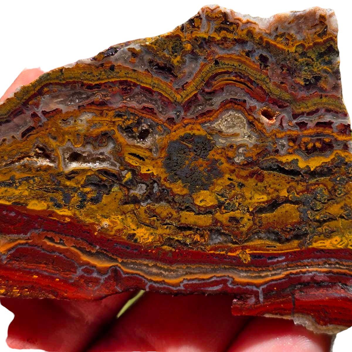 Apple Valley Jasper Slab!  Fossil Stromatolite Slab!