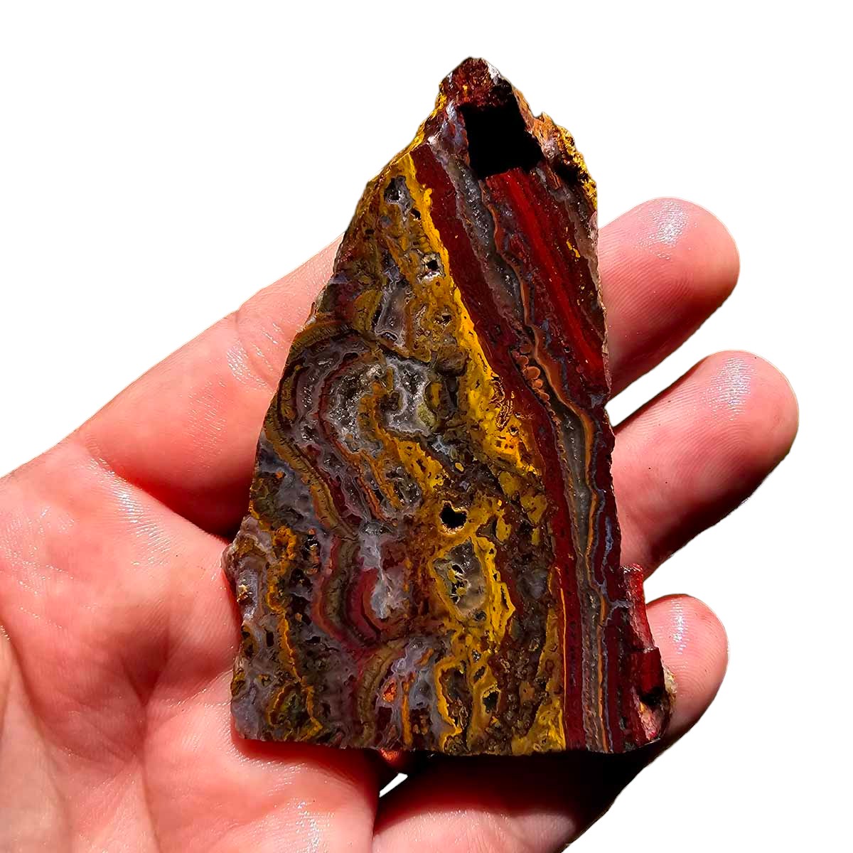 Apple Valley Jasper Slab!  Fossil Stromatolite Slab!