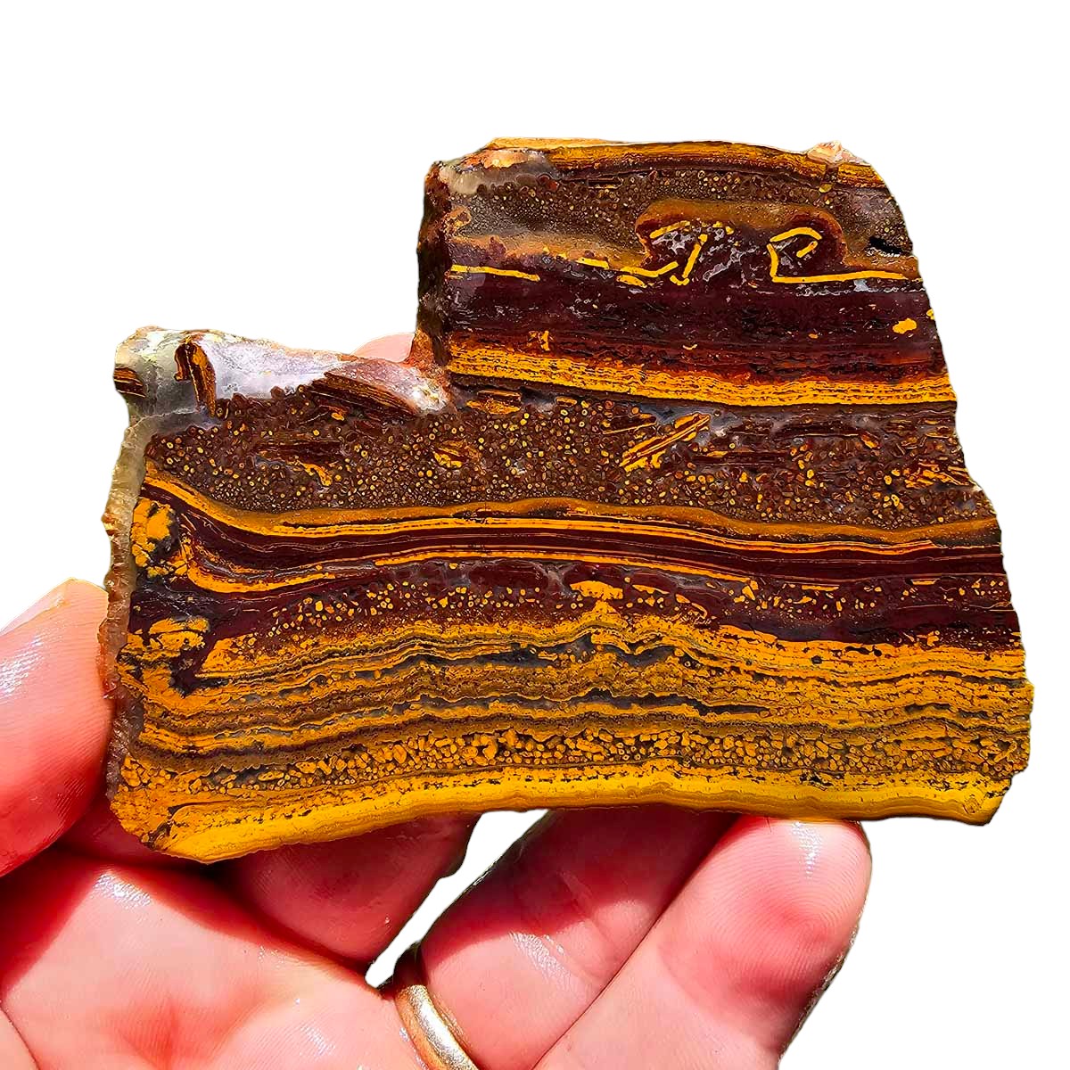 Apple Valley Jasper Slab!  Fossil Stromatolite Slab!