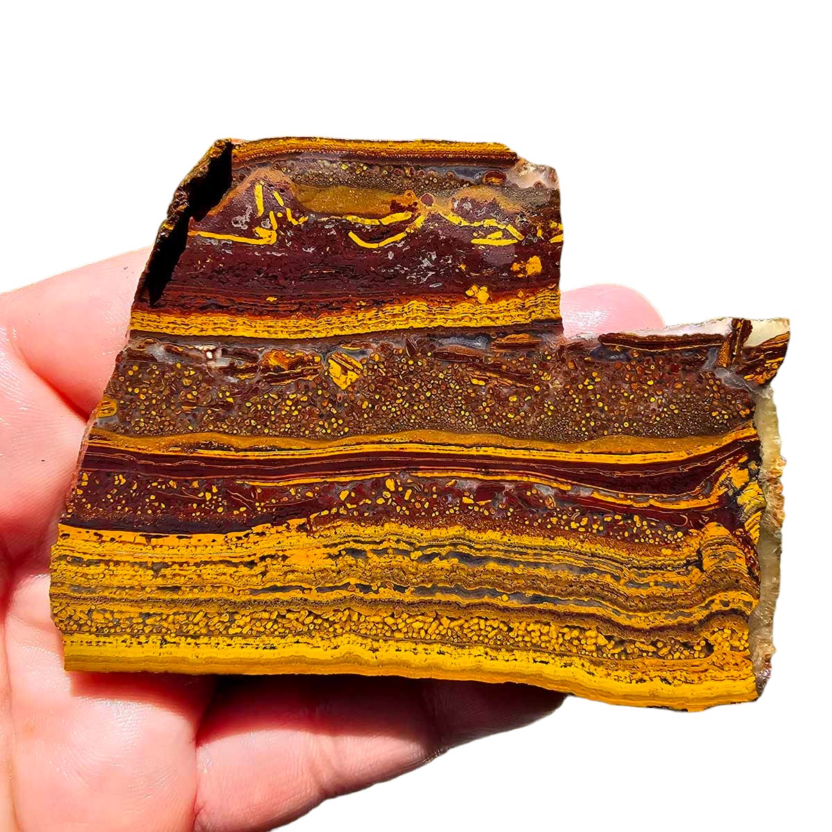 Apple Valley Jasper Slab!  Fossil Stromatolite Slab!