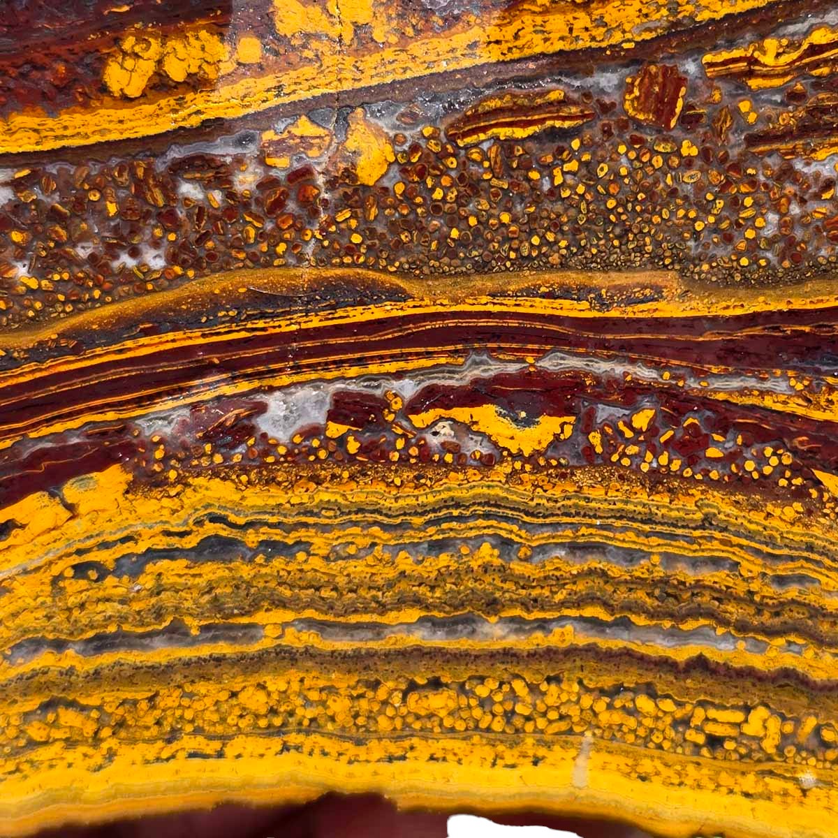 Apple Valley Jasper Endcut!  Fossil Stromatolite!