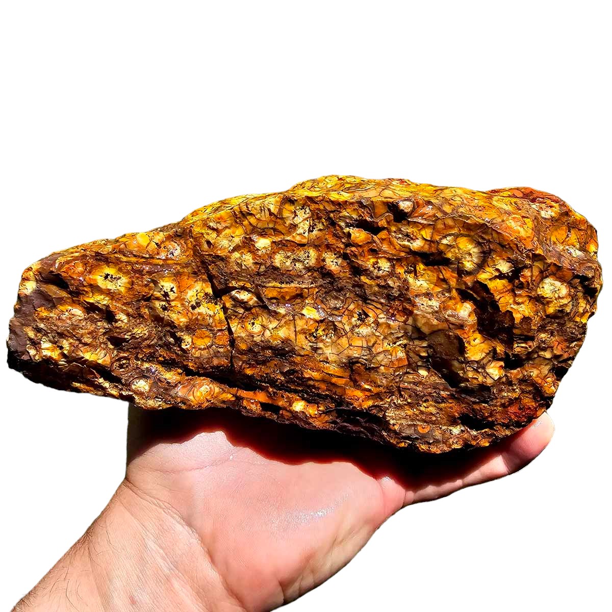 Old Stock Birdseye Rhyolite Rough Chunk!