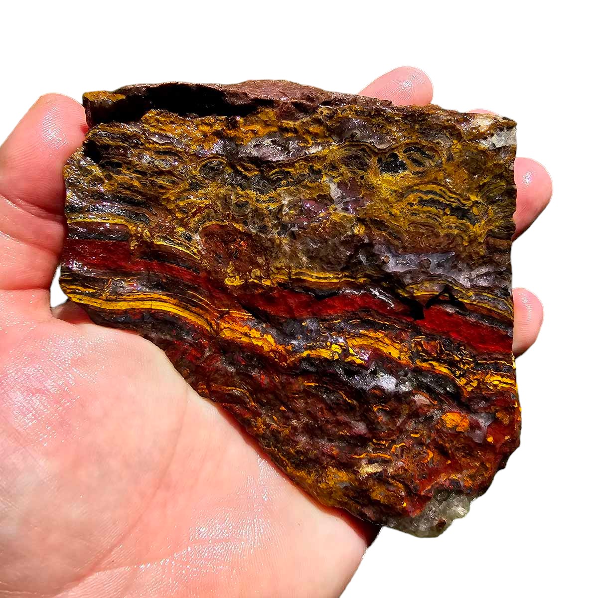 Apple Valley Jasper Rough!  Fossil Stromatolite!