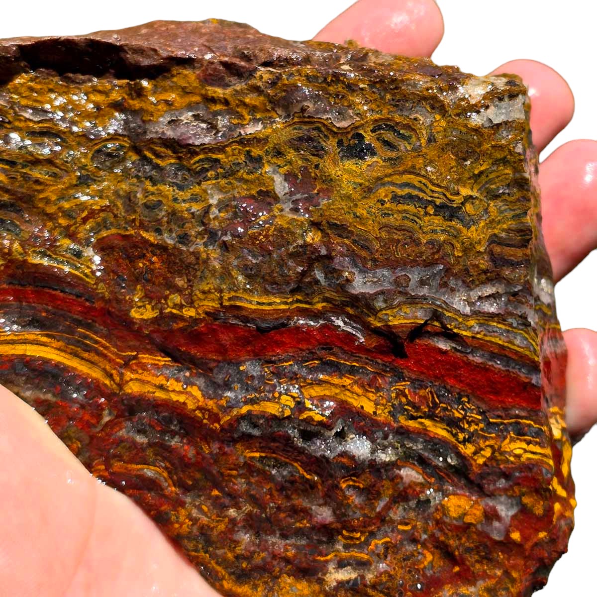 Apple Valley Jasper Rough!  Fossil Stromatolite!