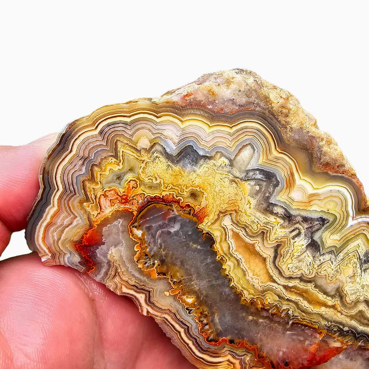 Cut Laguna Lace Agate Cut Rough Chunk