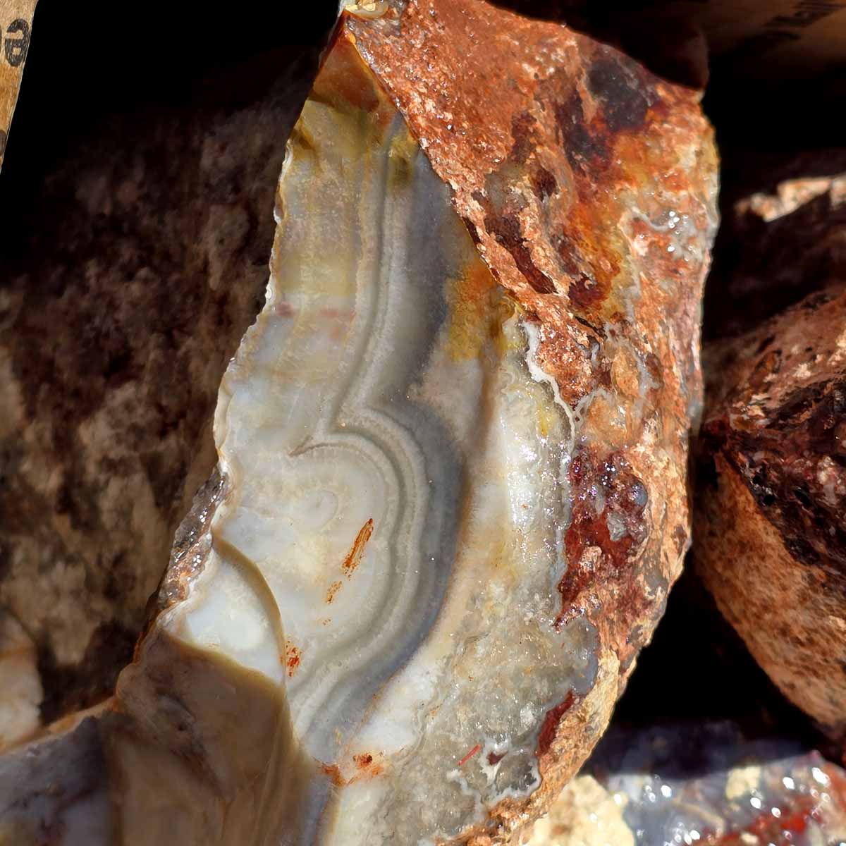 Laguna Lace Agate Lapidary Rough Flatrate