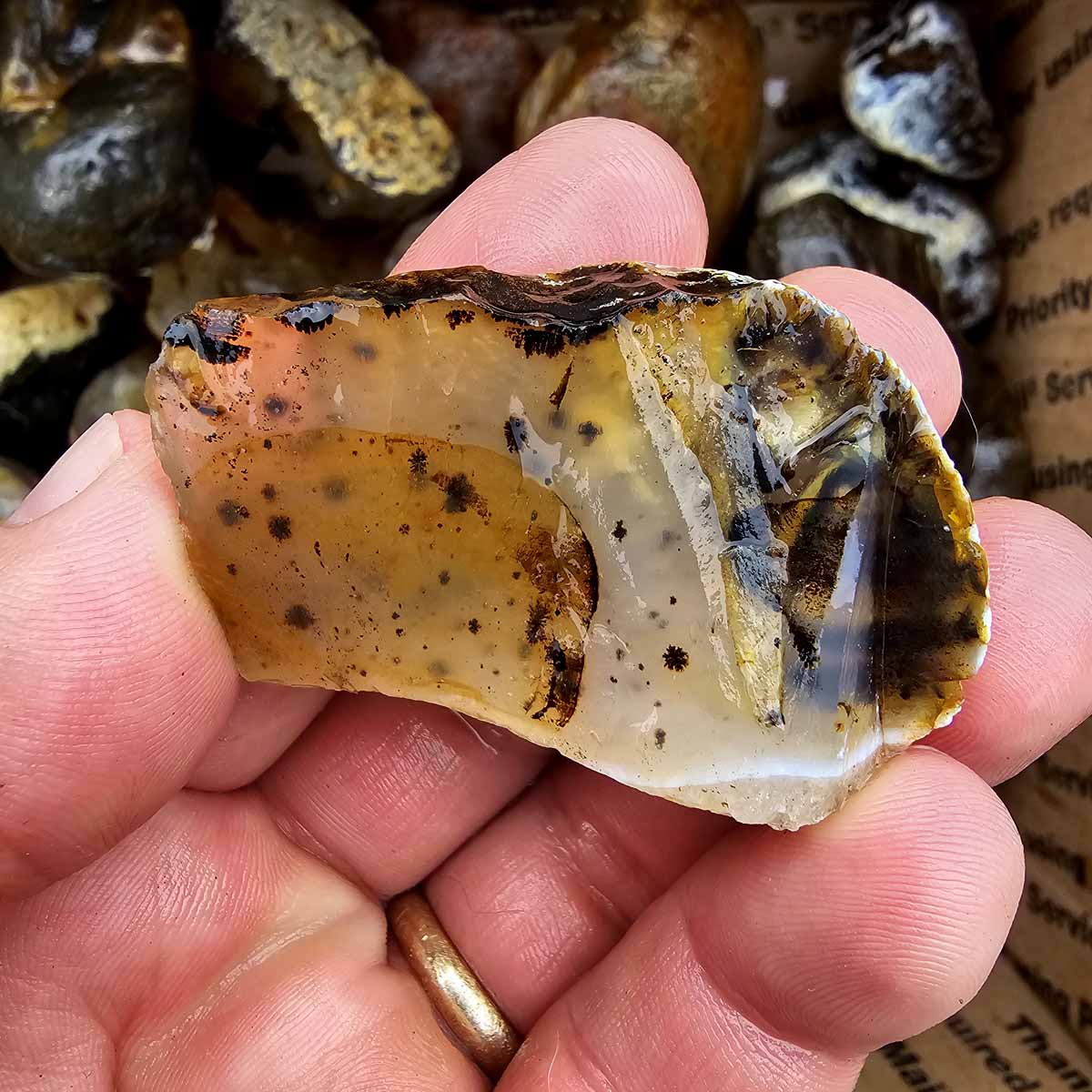 Rare Old Stock Montana Agate Lapidary Rough Flatrate