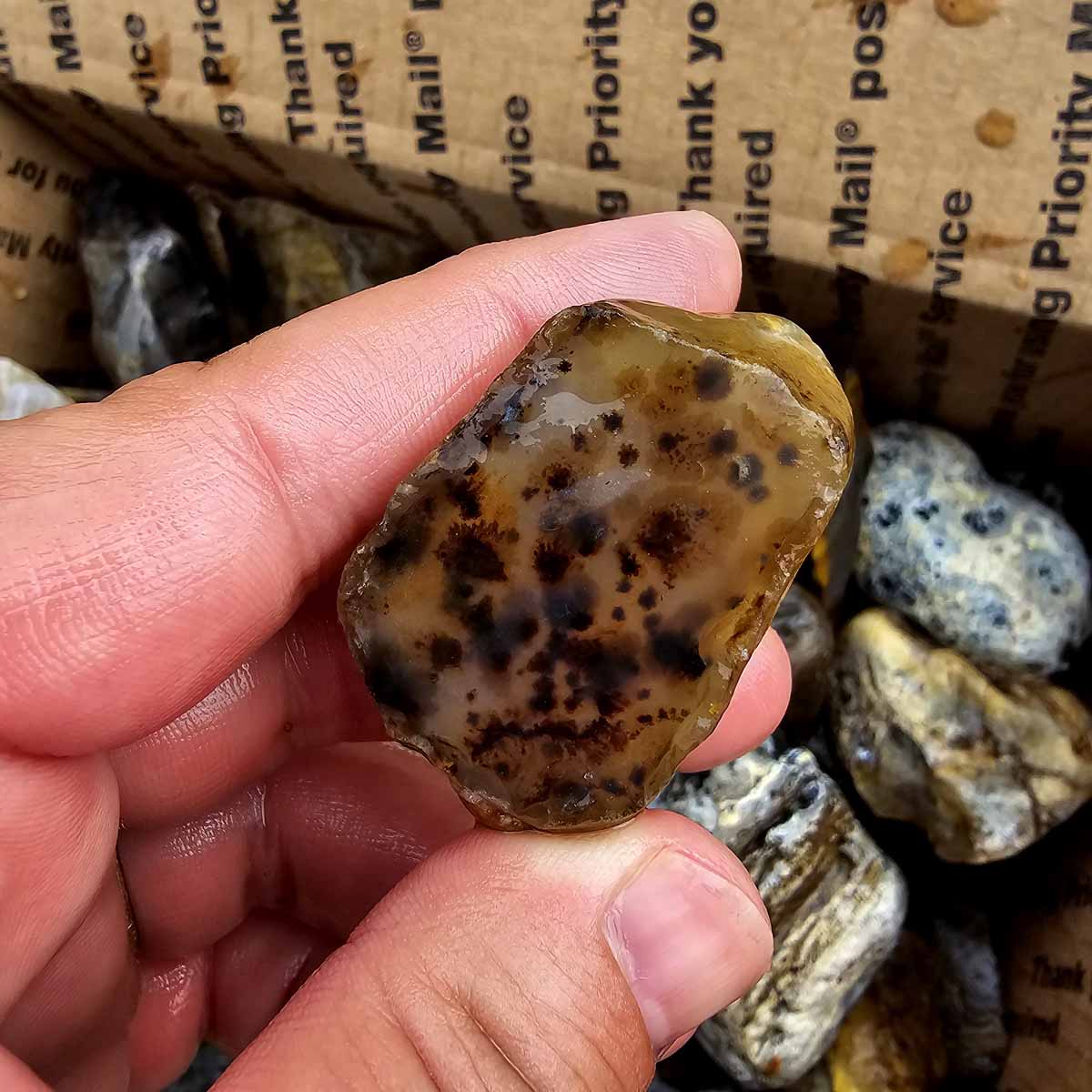 Rare Old Stock Montana Agate Lapidary Rough Flatrate