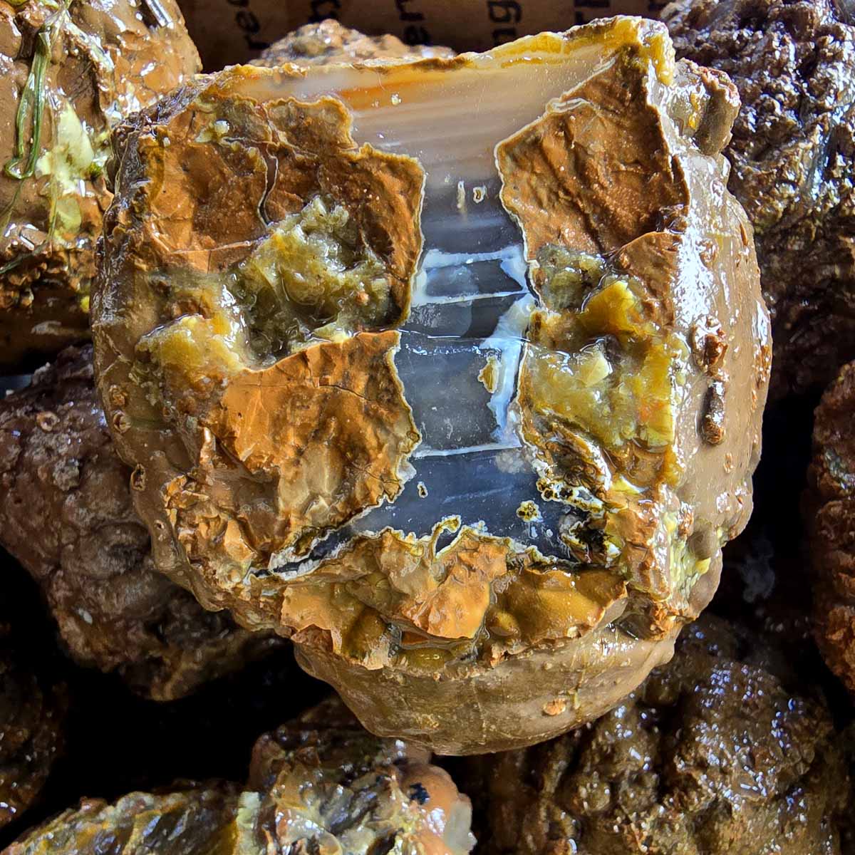 Old Stock Oregon Thunderegg Cutting Rough Flatrate