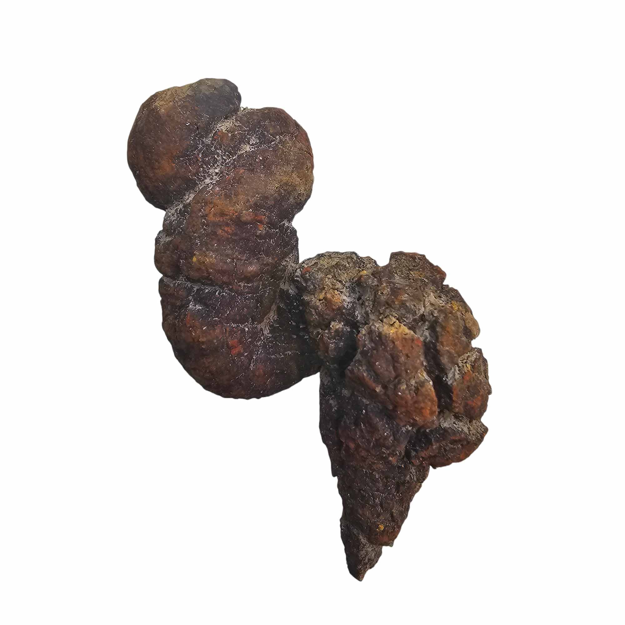 Fossil Madagascar Coprolite Turtle Poo Wholesale Specimens