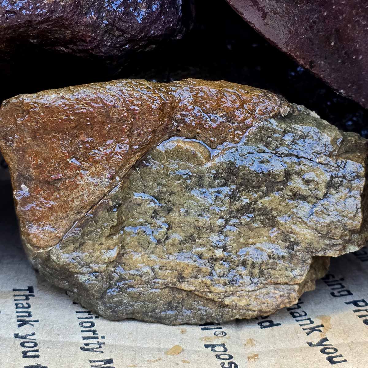 Gamble Discount Gem Dinosaur Bone Rough Flatrate