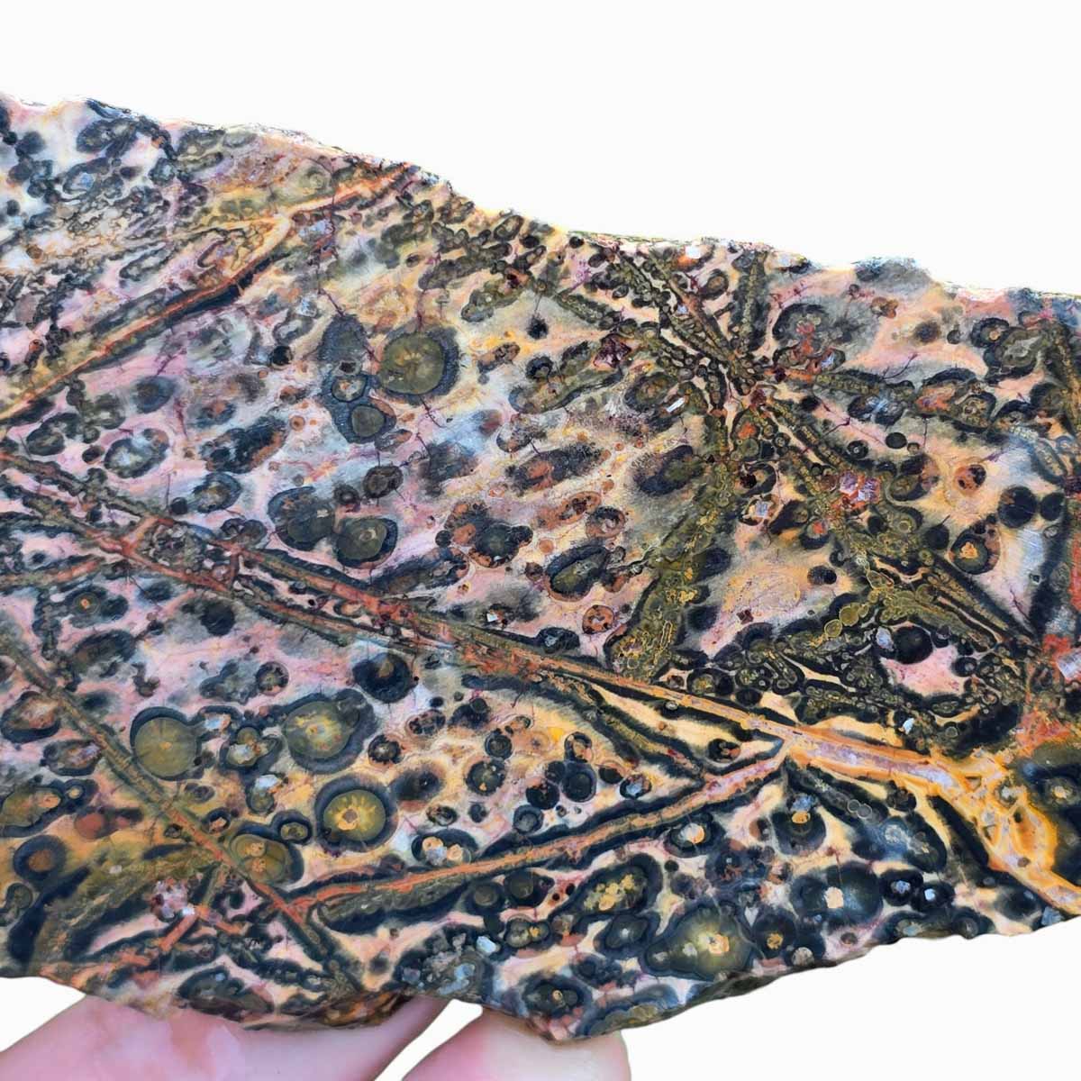 Leopard Skin Rhyolite Slab  Lapidary Stone Slab