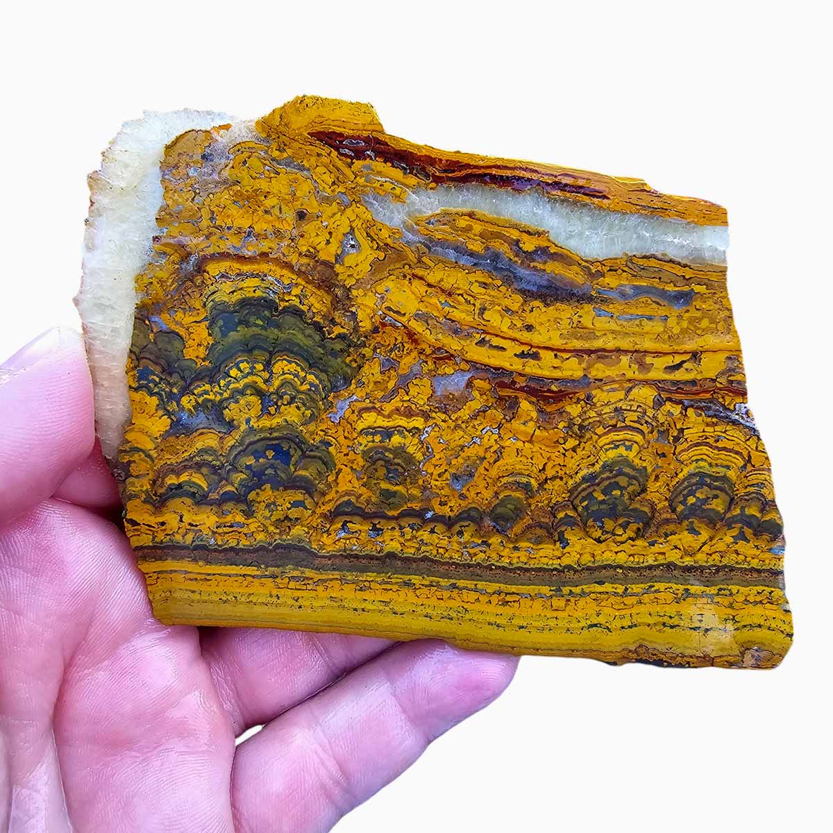 Apple Valley Jasper Slab  Fossil Stromatolite Slab