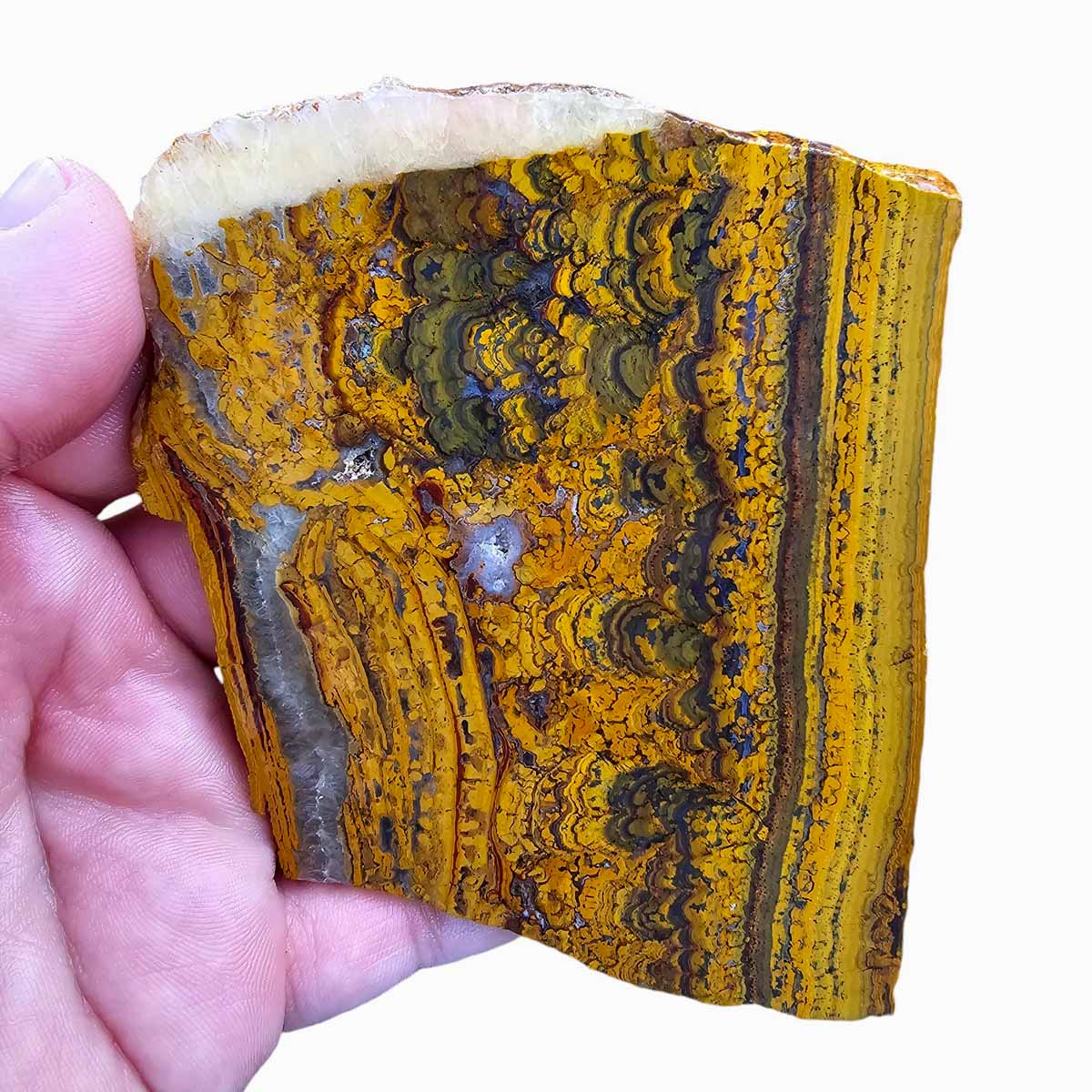 Apple Valley Jasper Slab  Fossil Stromatolite Slab