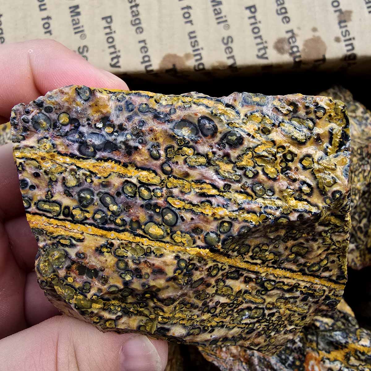 Leopard Skin Rhyolite Orbicular Cutting Rough Flatrate Lapidary Stone