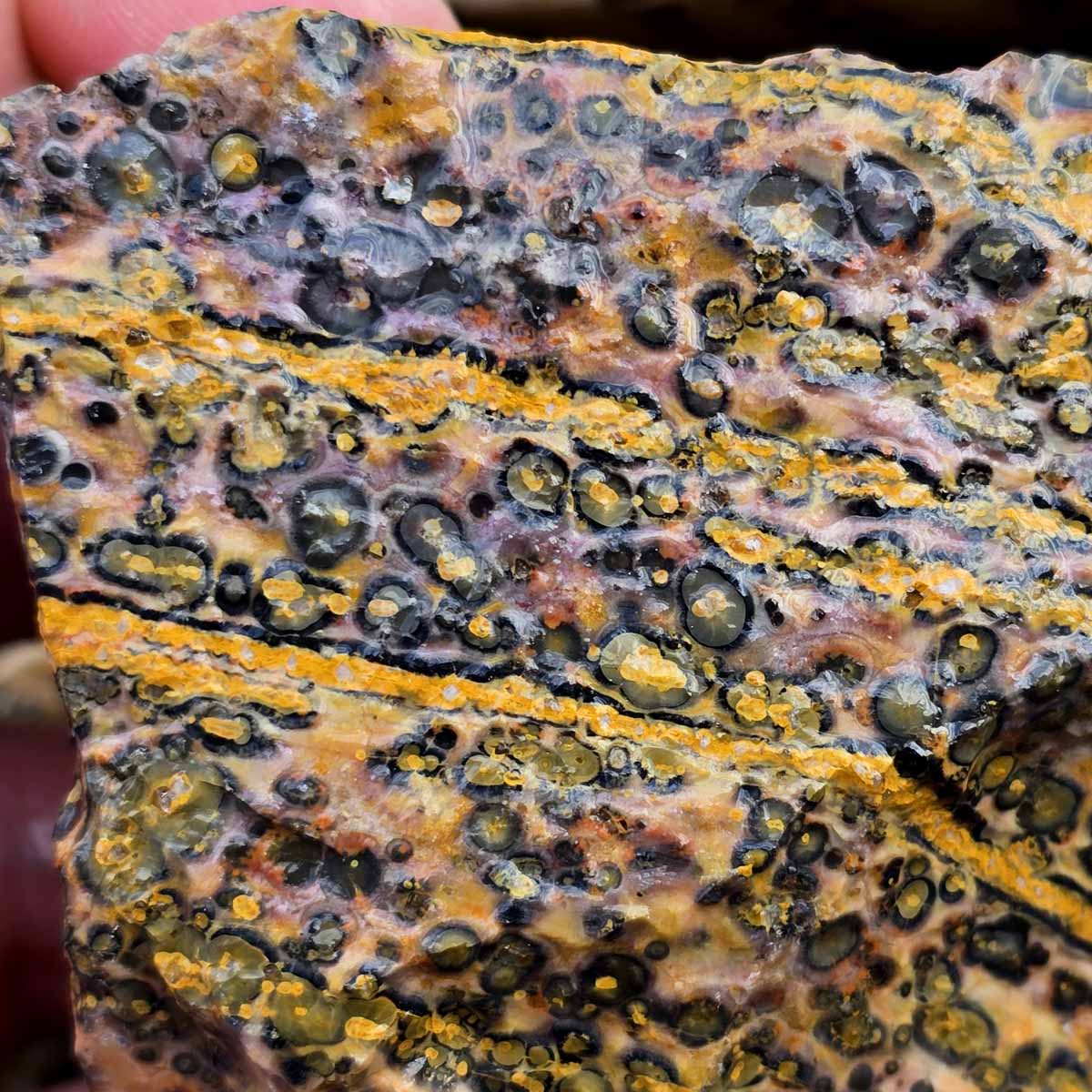 Leopard Skin Rhyolite Orbicular Cutting Rough Flatrate Lapidary Stone