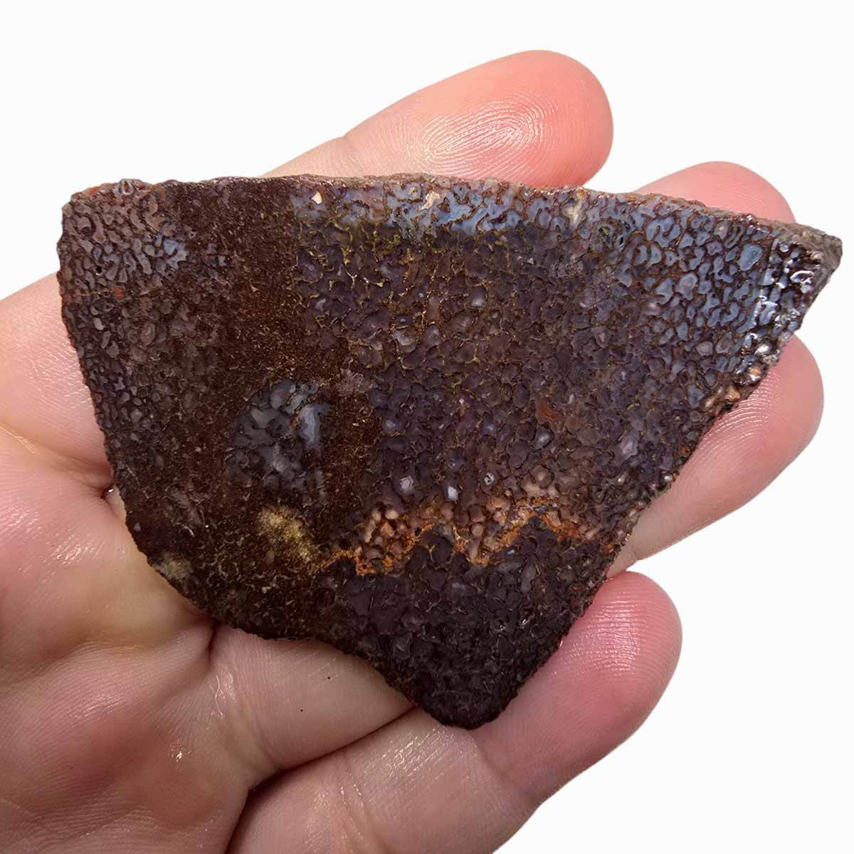 Gem Dinosaur Bone Slab Lapidary Stone Slice Cut Rock Dino Bone