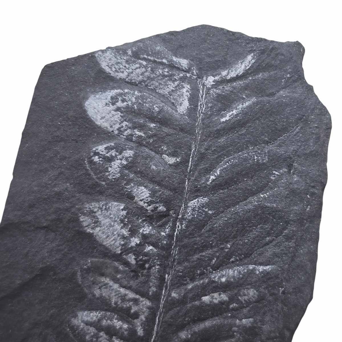 St. Clair Plate Fossil Fern Display Specimen Ordovician Collectors