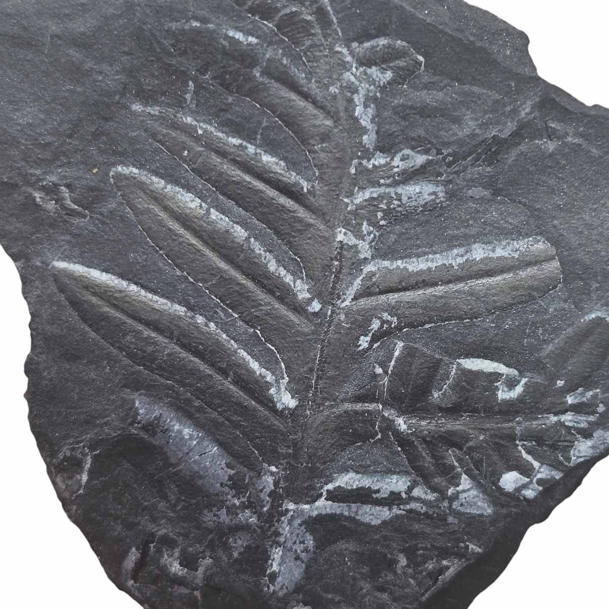 St. Clair Plate Fossil Fern Display Specimen Ordovician CollectorS