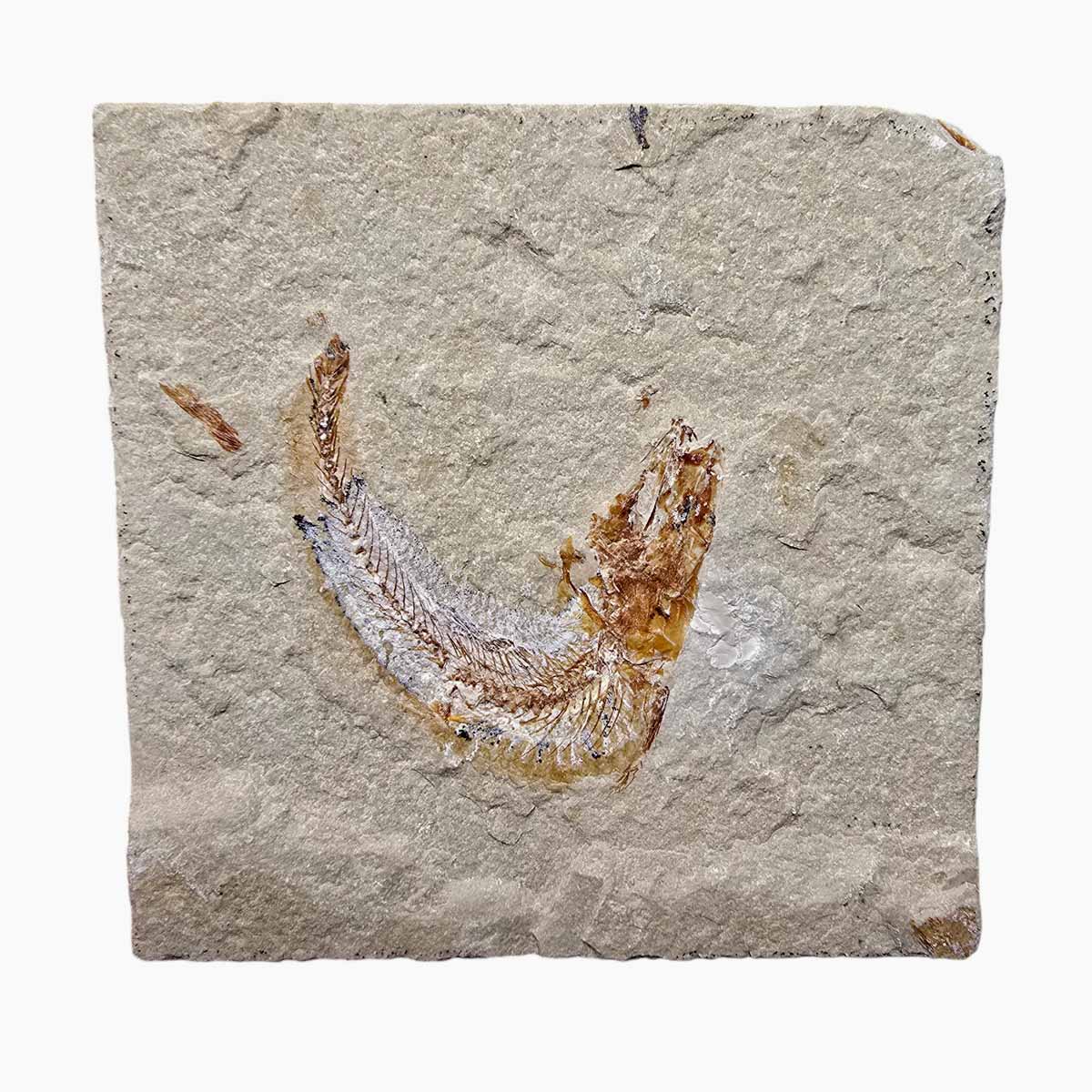 Lebanon Fish Plate Fossil Display Specimen Cretaceous Collectors