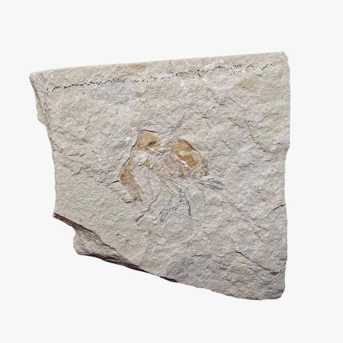 Lebanon Shrimp Plate Fossil Display Specimen Cretaceous Collectors