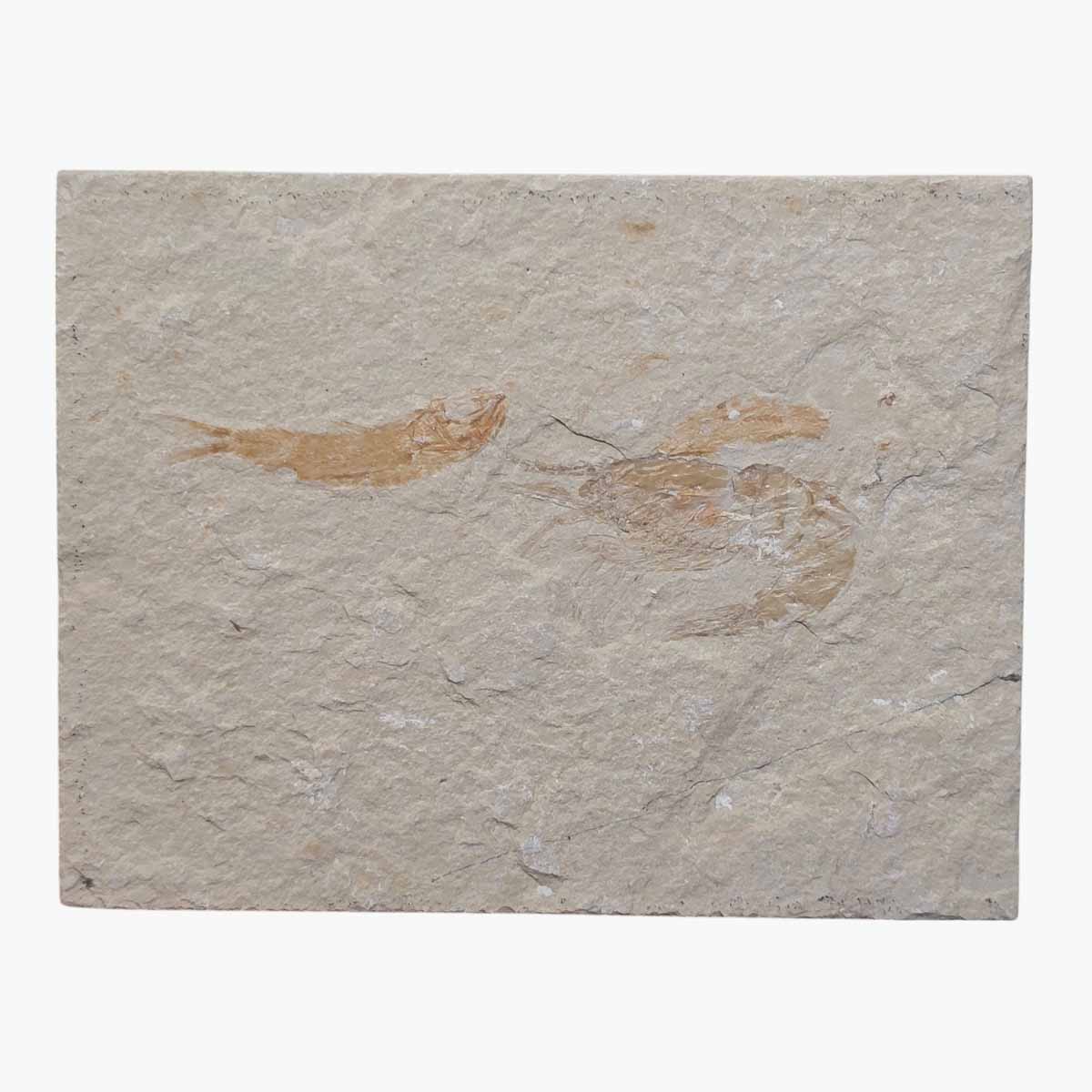 Lebanon Fish Plate Fossil Display Specimen Cretaceous Collectors