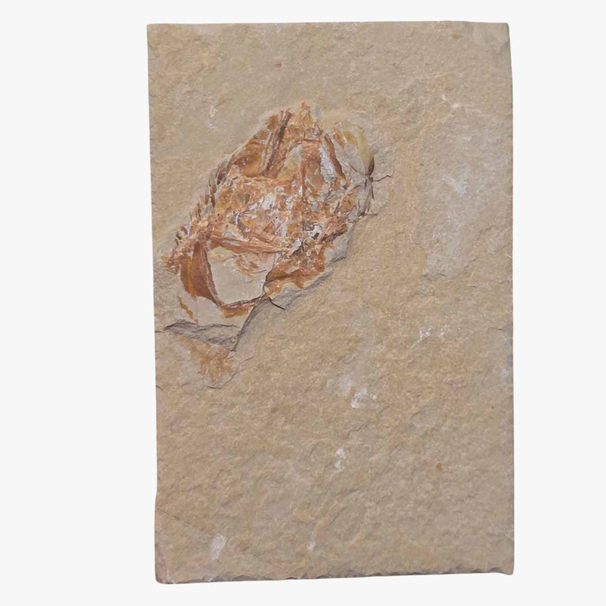 Lebanon Fish Plate Fossil Display Specimen Cretaceous Collectors