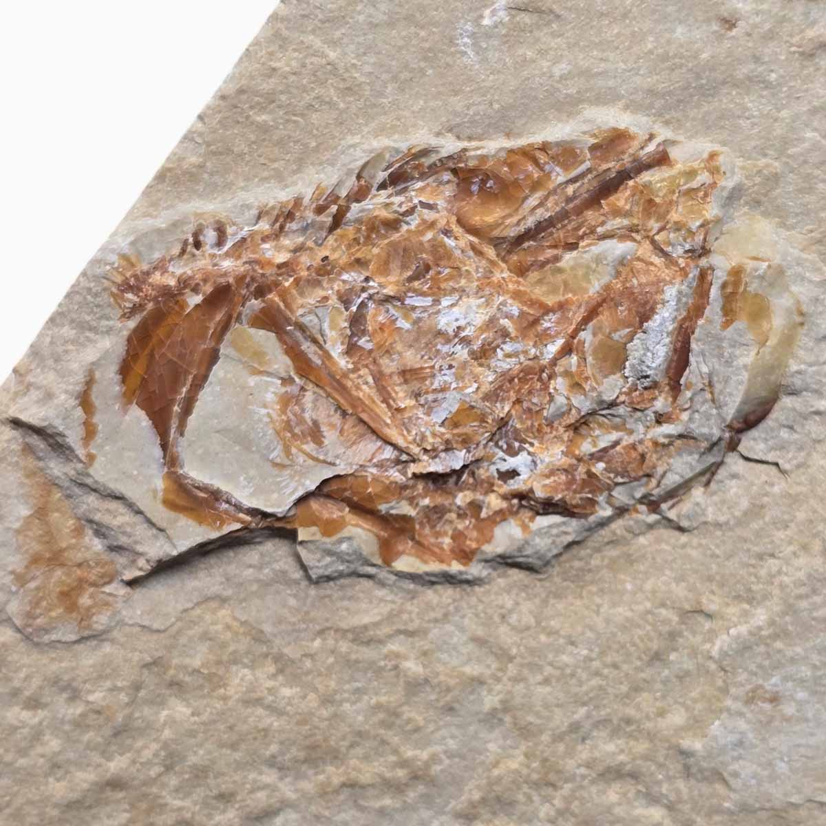 Lebanon Fish Plate Fossil Display Specimen Cretaceous Collectors