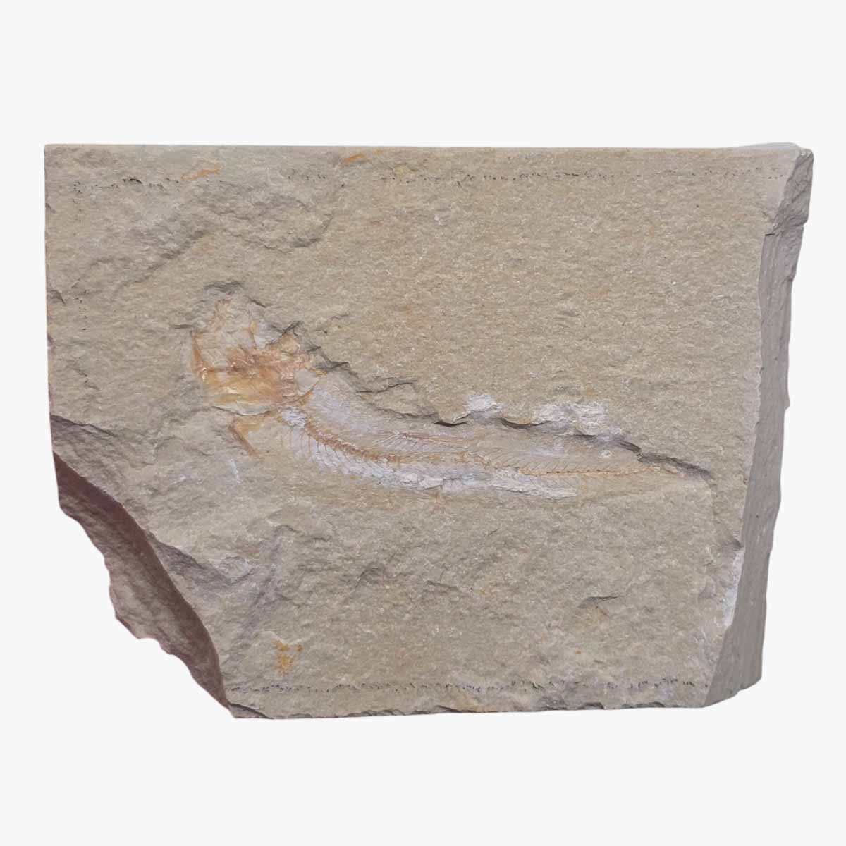 Lebanon Fish Plate Fossil Display Specimen Cretaceous Collectors