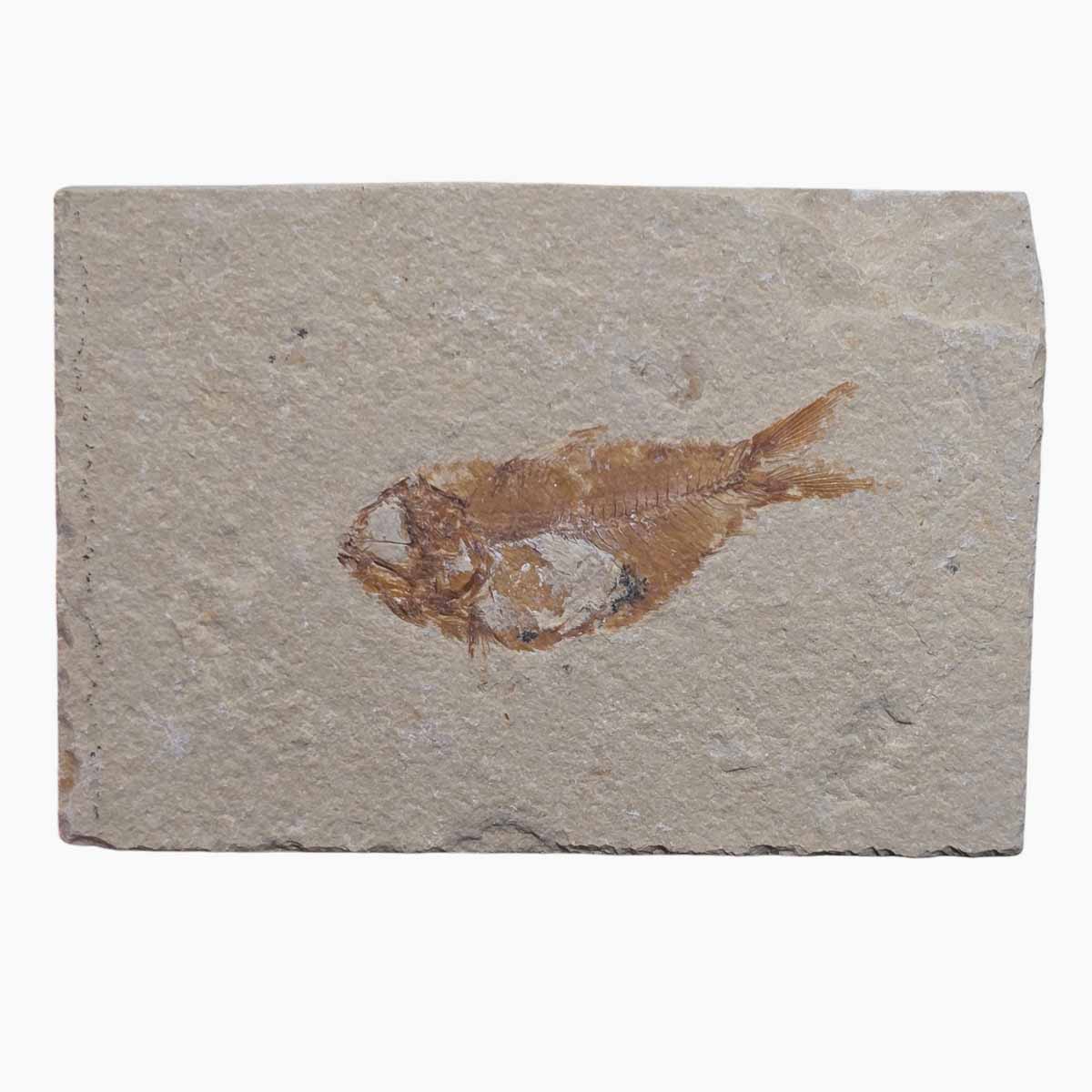 Lebanon Fish Plate Fossil Display Specimen Cretaceous Collectors