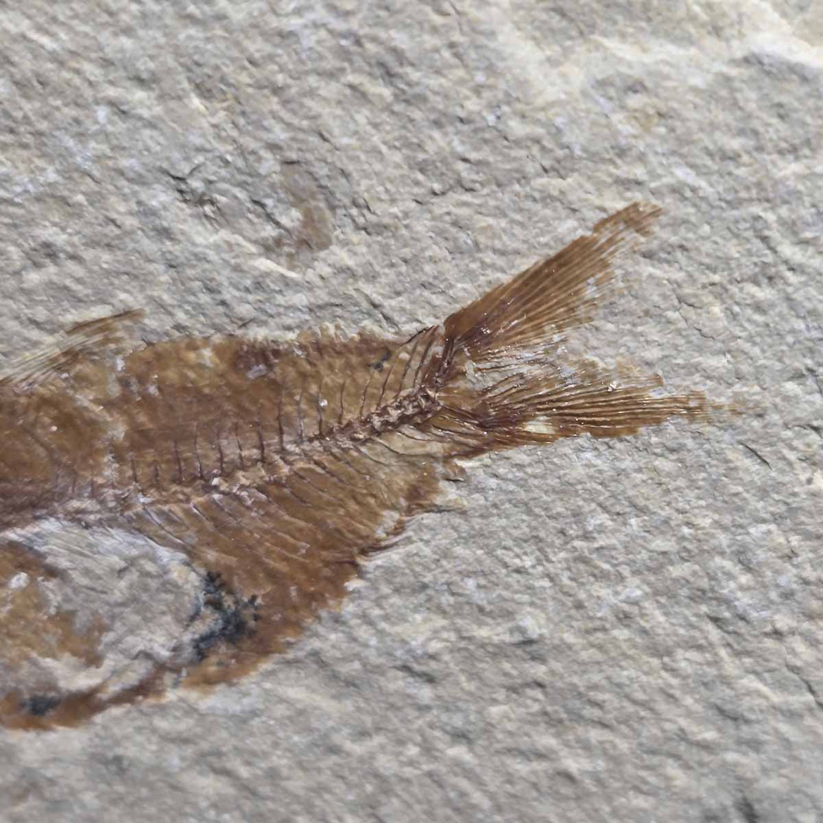 Lebanon Fish Plate Fossil Display Specimen Cretaceous Collectors