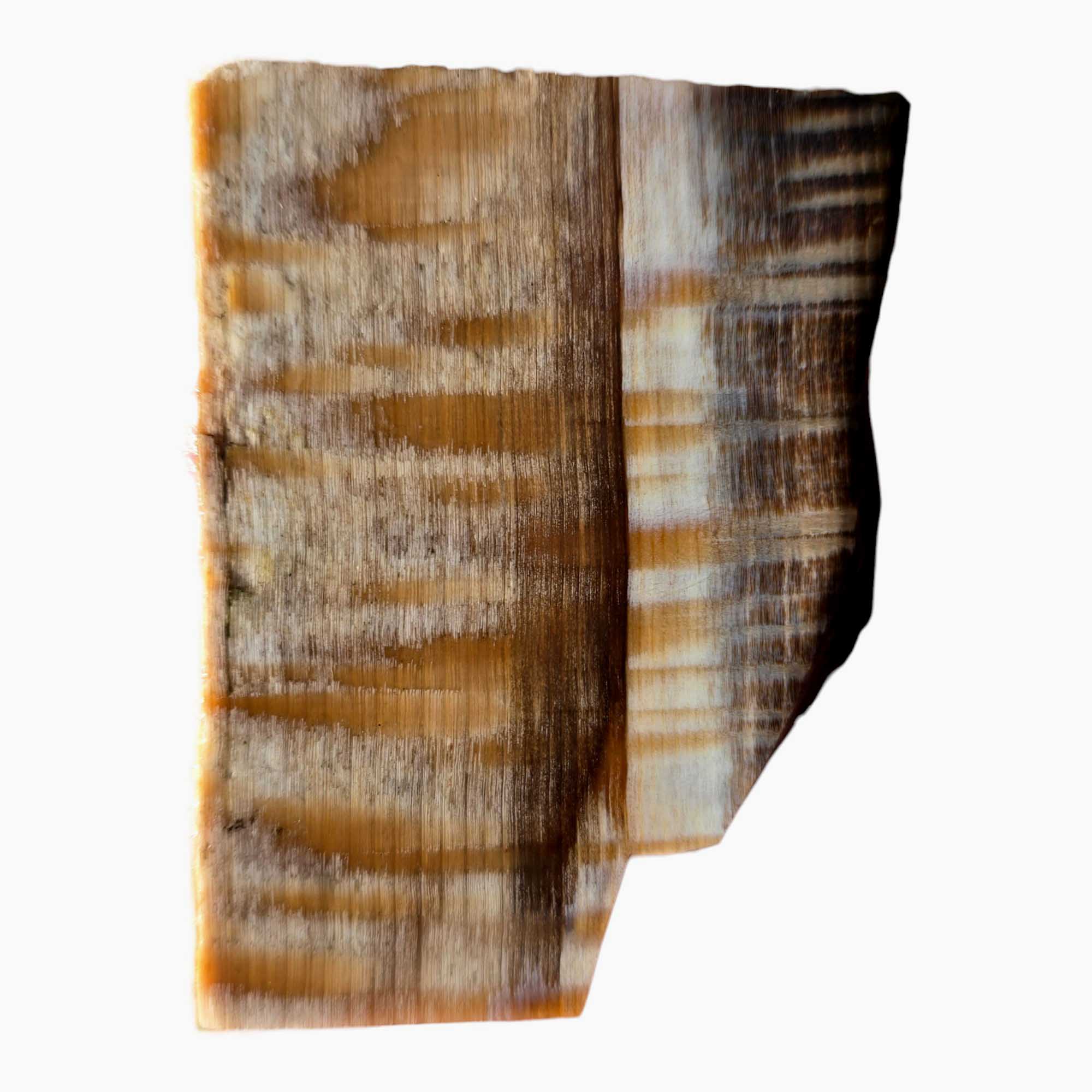 RARE Badger Pocket Petrified Wood Slab Lapidary Stone Slice Cut Rock