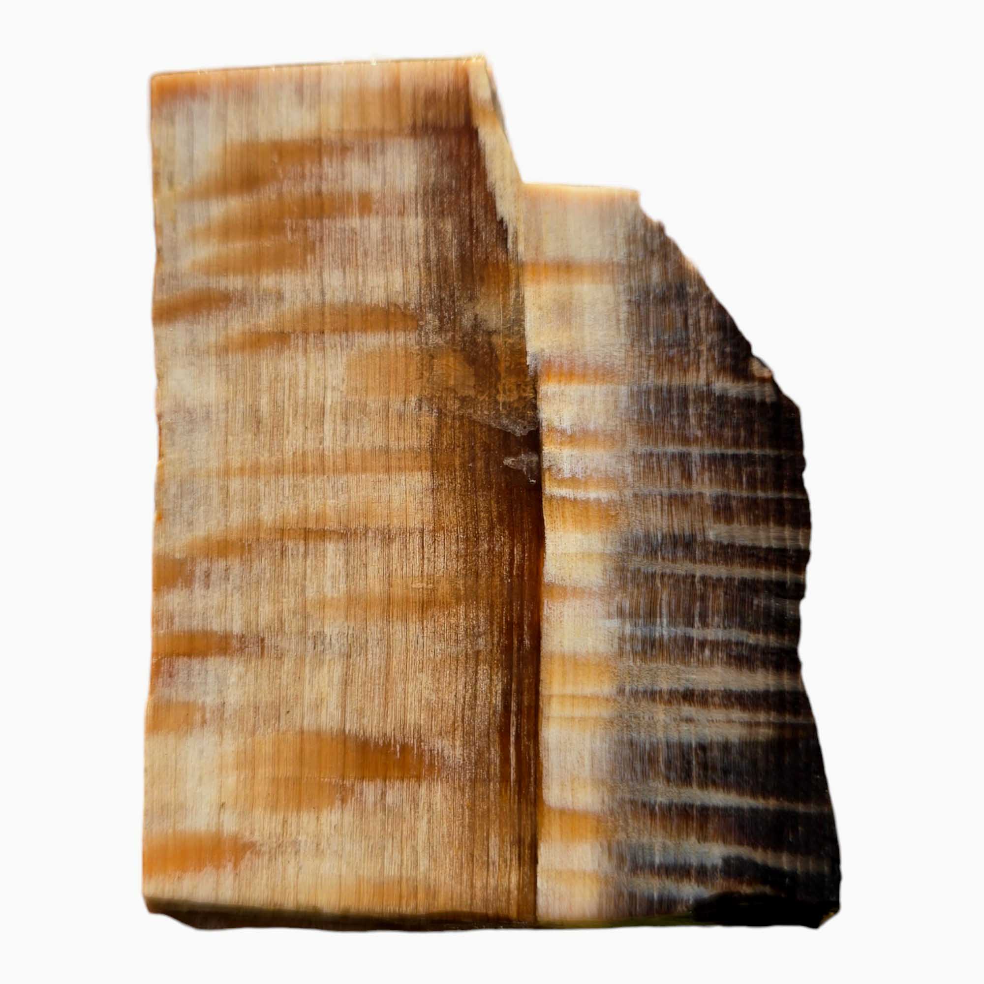 RARE Badger Pocket Petrified Wood Slab Lapidary Stone Slice Cut Rock