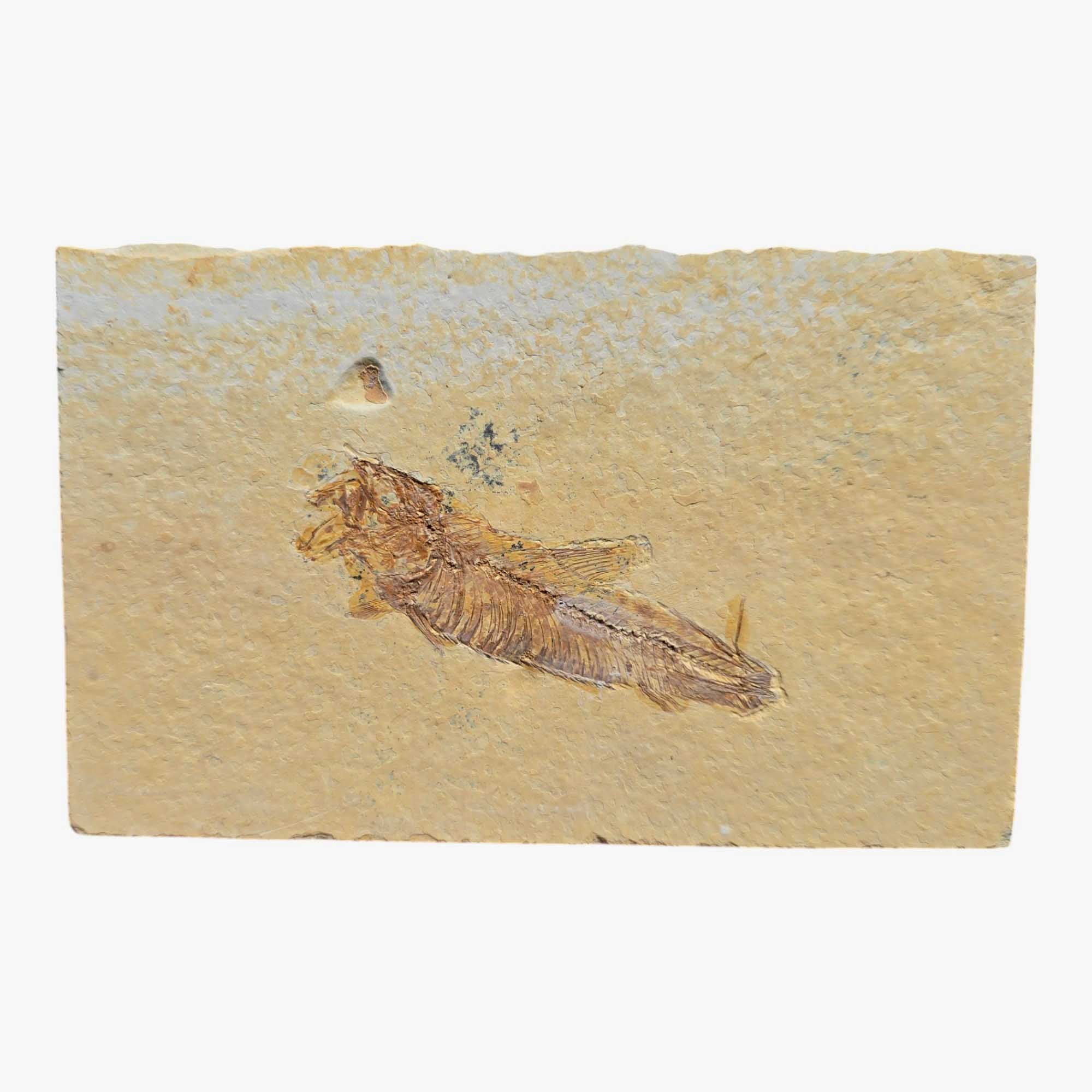 Authentic Knightia Fish Fossil Plate Green River Formation Wyoming #3494-2