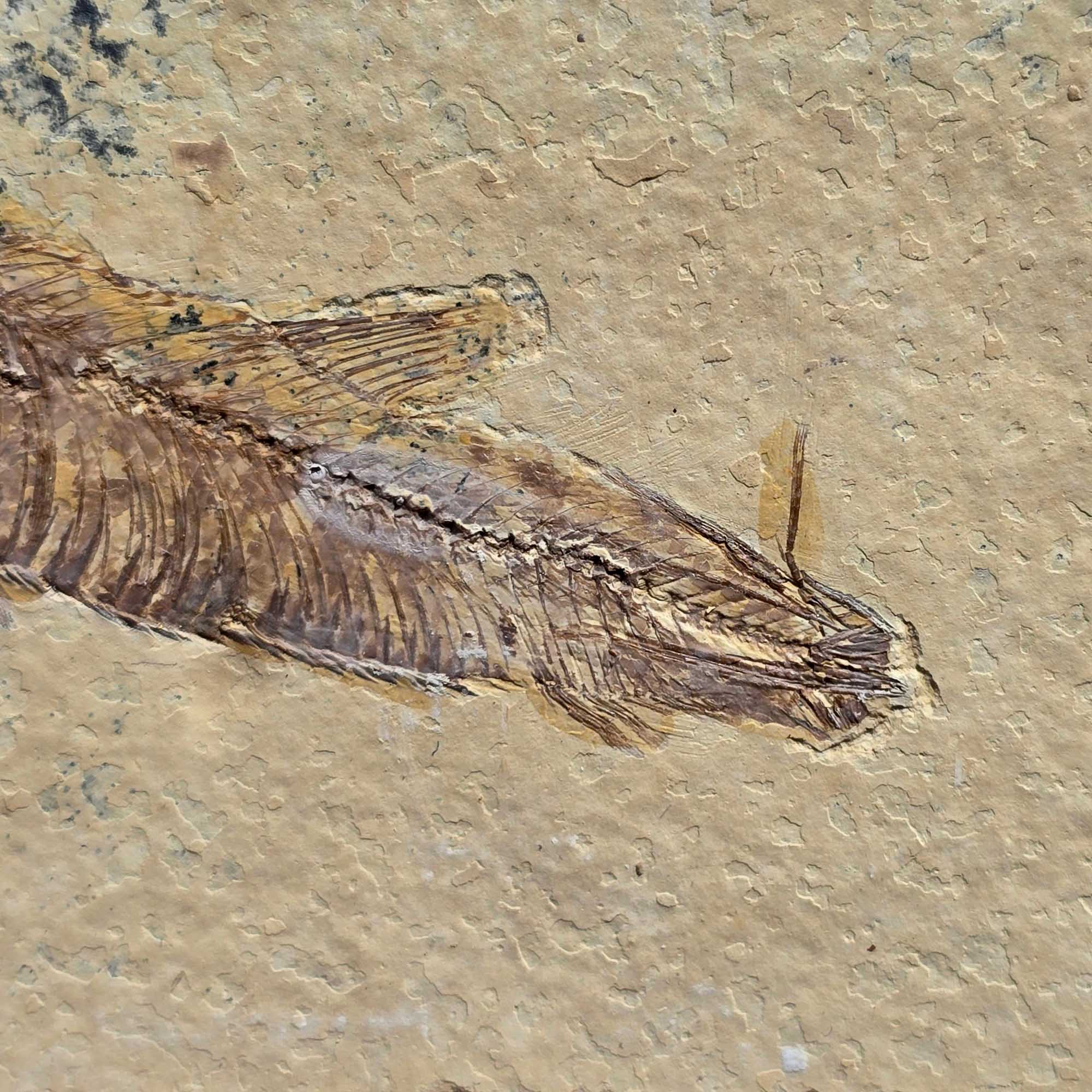 Authentic Knightia Fish Fossil Plate Green River Formation Wyoming #3494-3