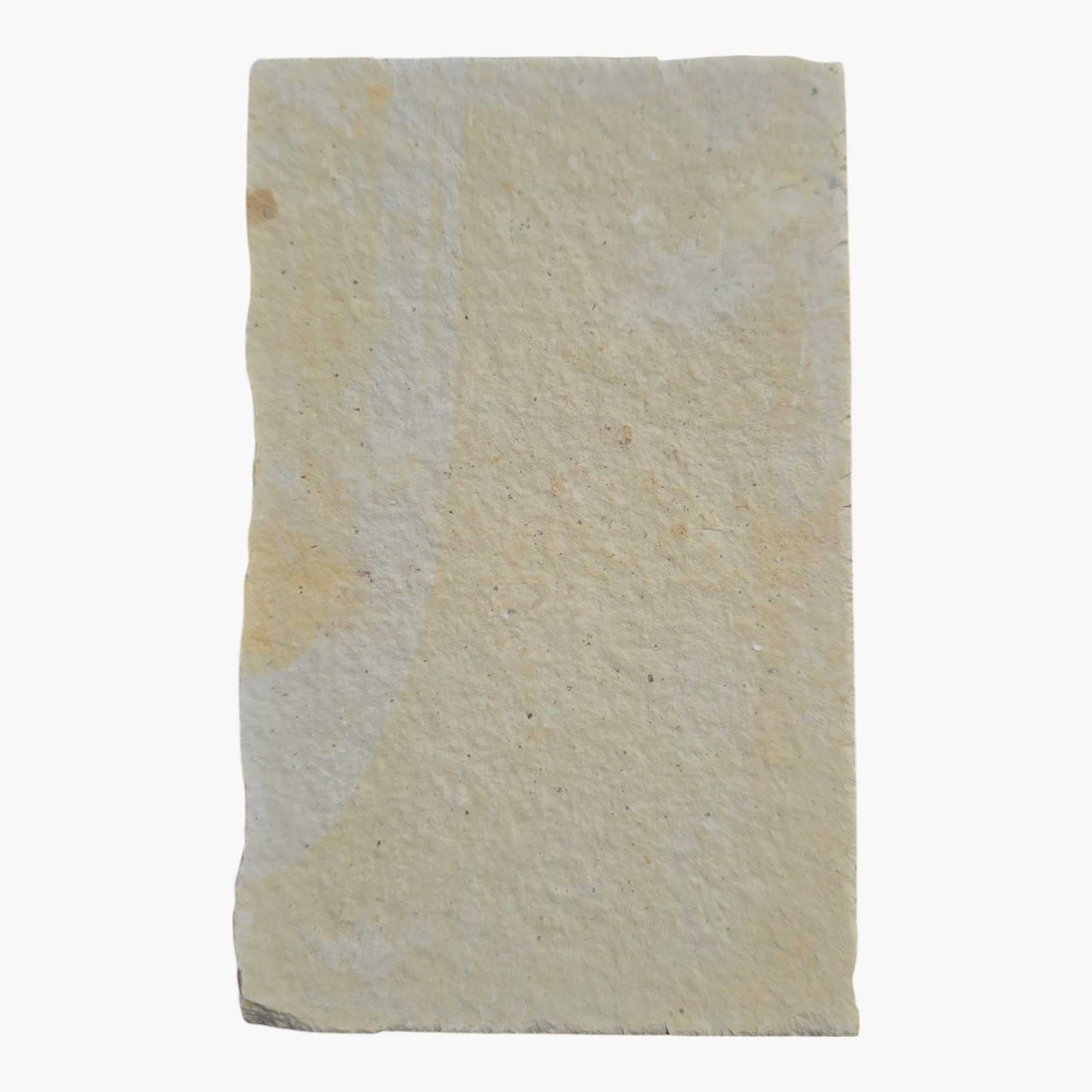 Authentic Knightia Fish Fossil Plate Green River Formation Wyoming #3494-5