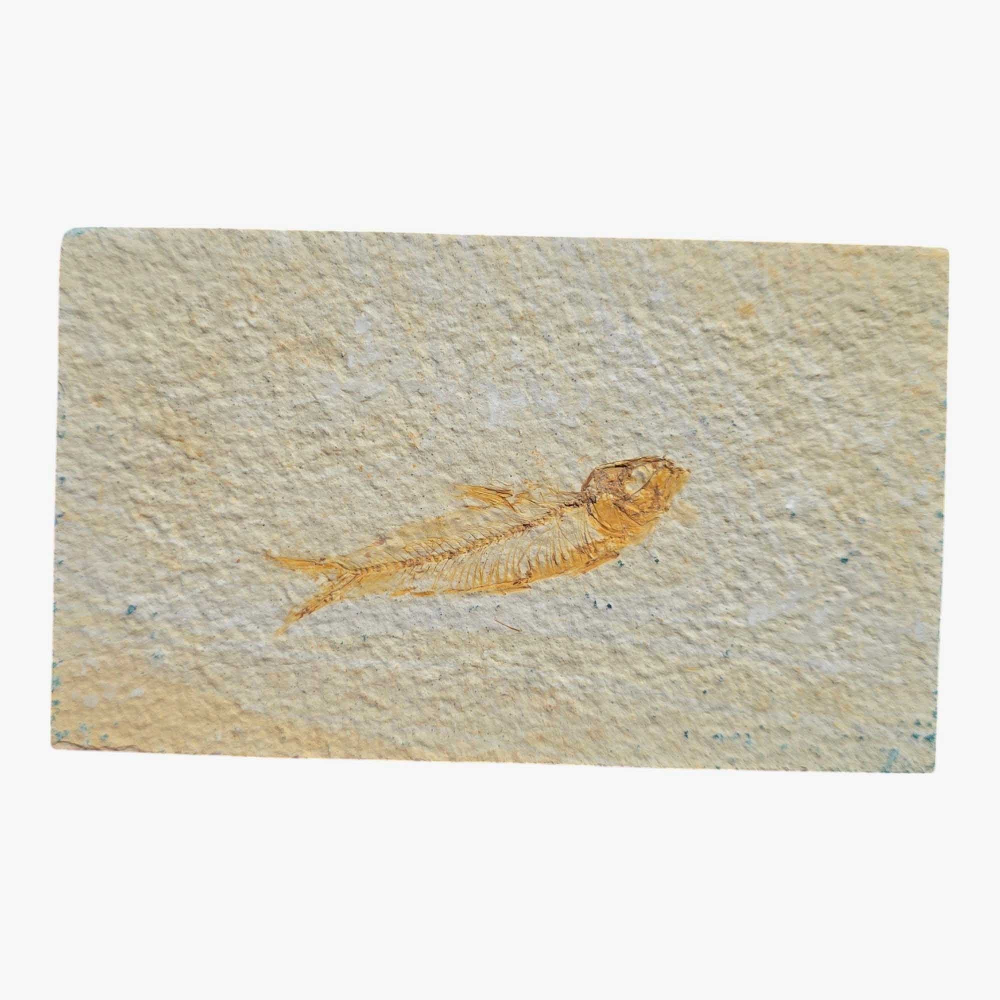 Authentic Knightia eocaena Fish Fossil Plate Green River Formation #3495-Photo1