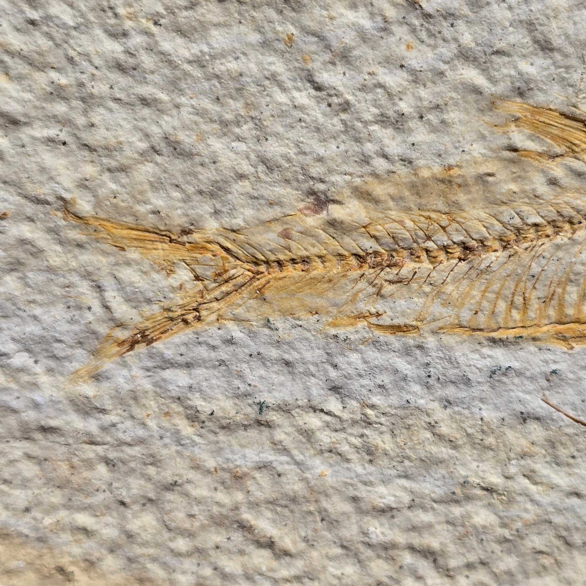 Authentic Knightia eocaena Fish Fossil Plate Green River Formation #3495-Photo2