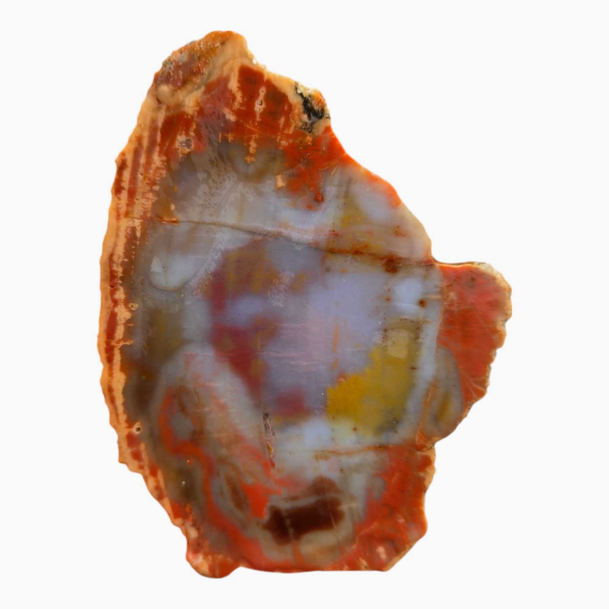 Arizona Rainbow Petrified Wood Slab – Vivid Rainbow Hues Fossil #3547-Photo2