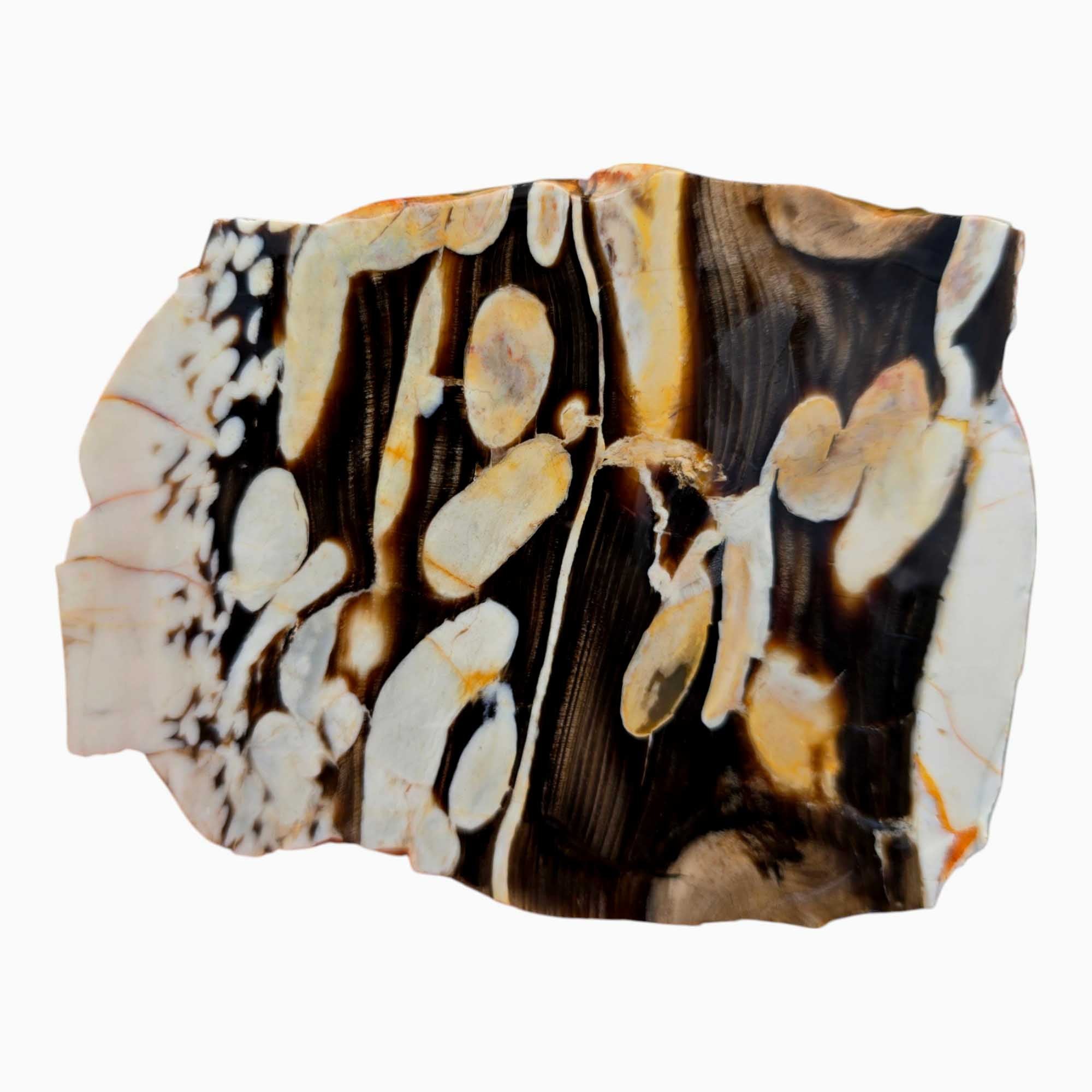 Peanut Wood Slab – Australian Petrified Driftwood Fossilized Shipworm Tunnels #3530-Photo2