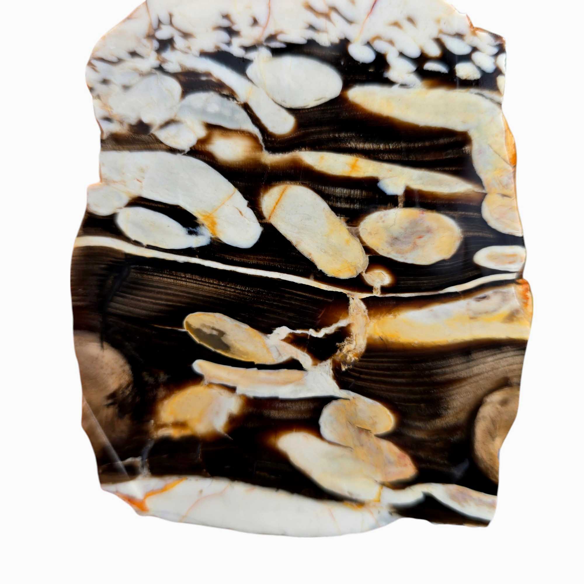 Peanut Wood Slab – Australian Petrified Driftwood Fossilized Shipworm Tunnels #3530-Photo3