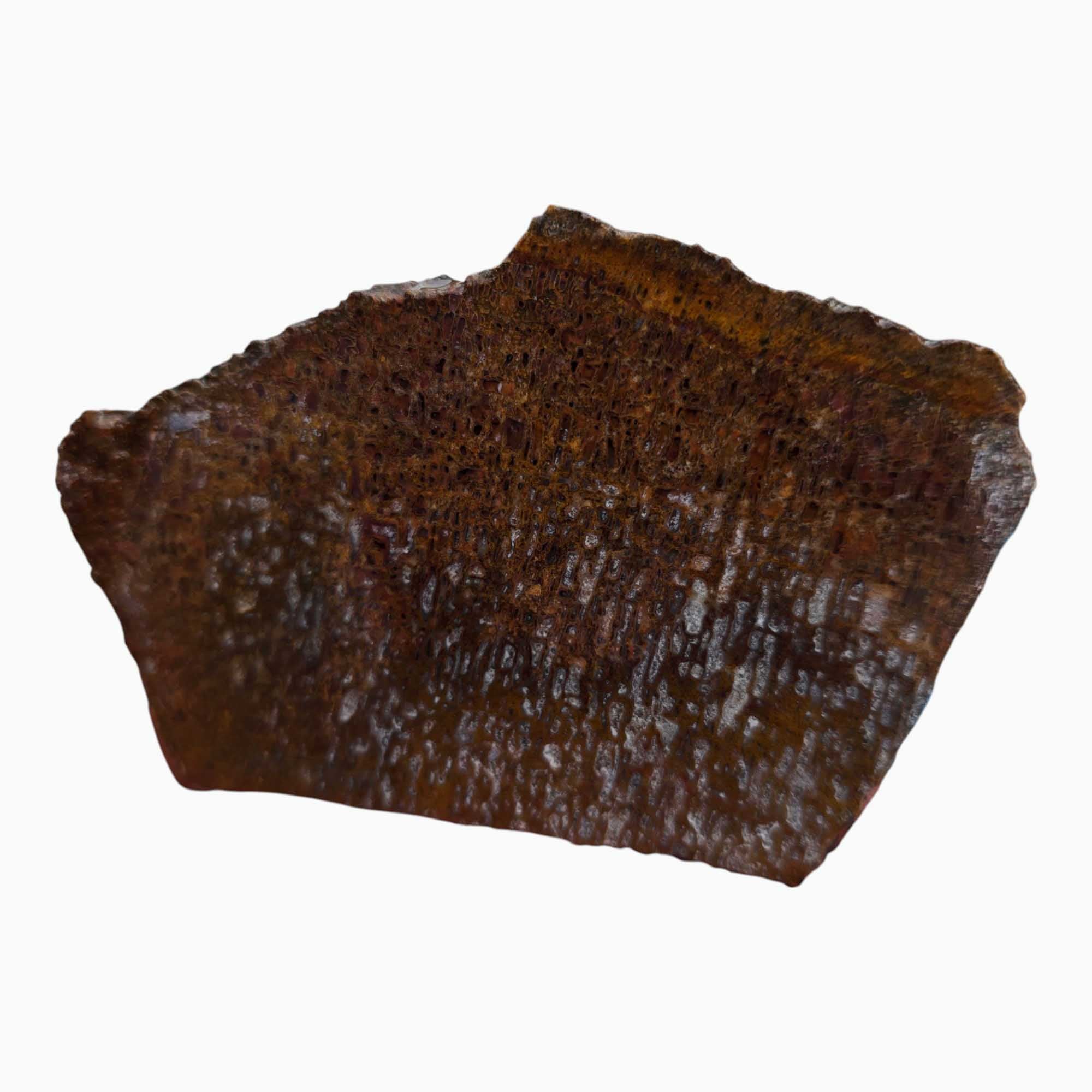 Authentic Gem Dinosaur Bone Slab – Preserved Cell Structure Pattern #3516-Photo2