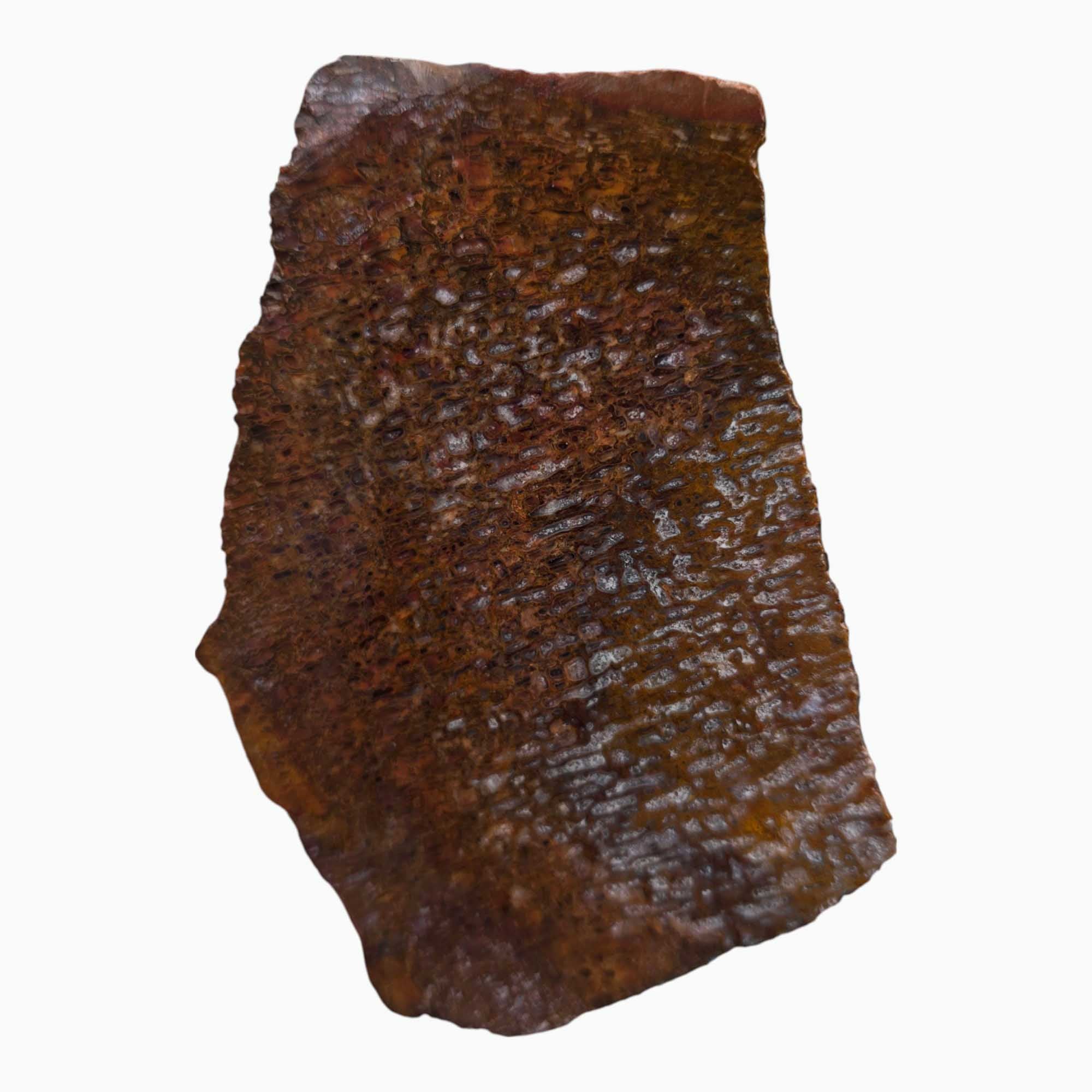 Authentic Gem Dinosaur Bone Slab – Preserved Cell Structure Pattern #3516-Photo3